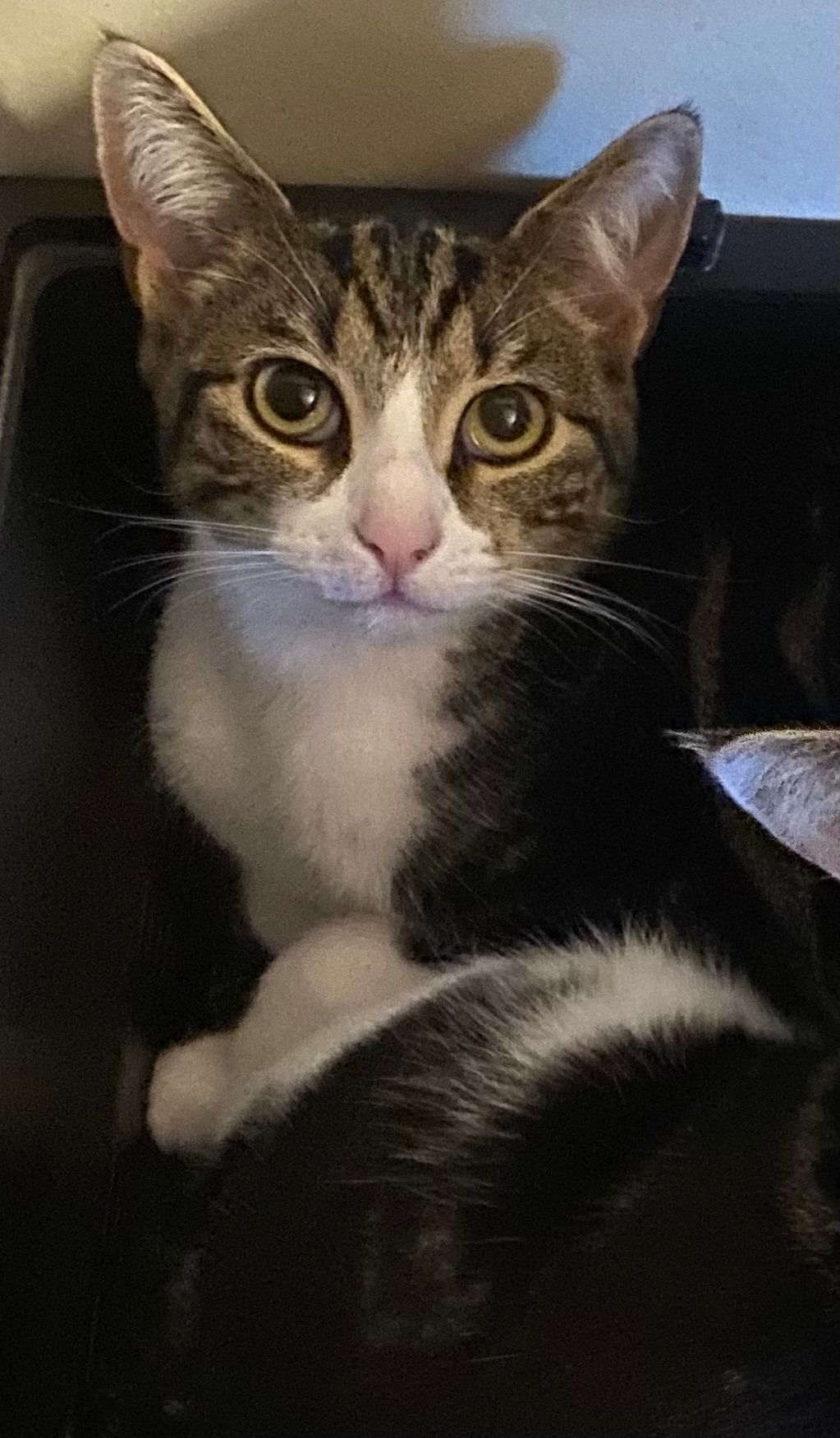 Lily - Ballyreagh Court, Newtownards