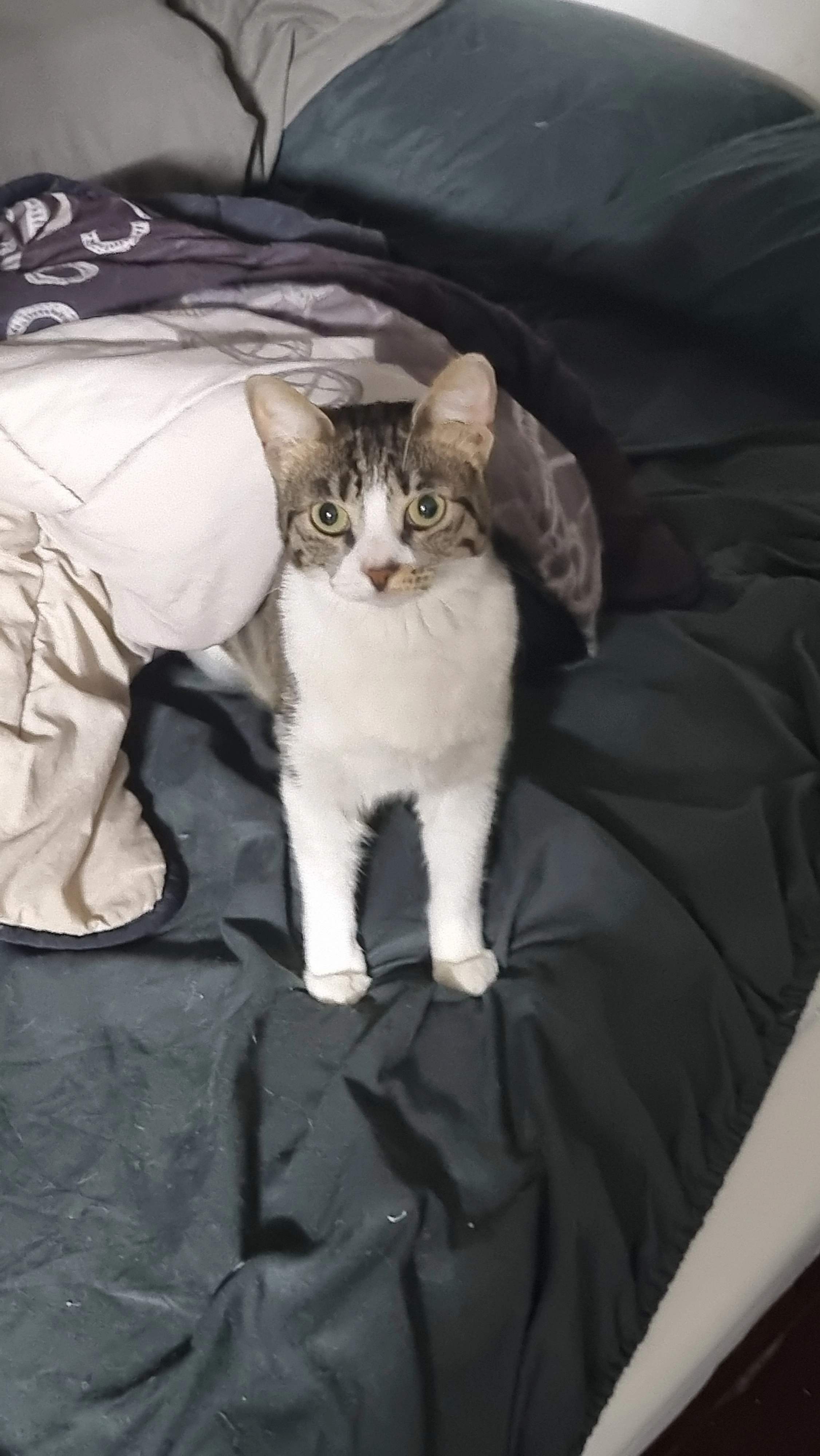 Jessi - Sokolov, Holon