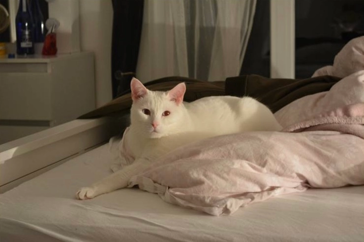 Dema - Kรถnigstor, Kassel