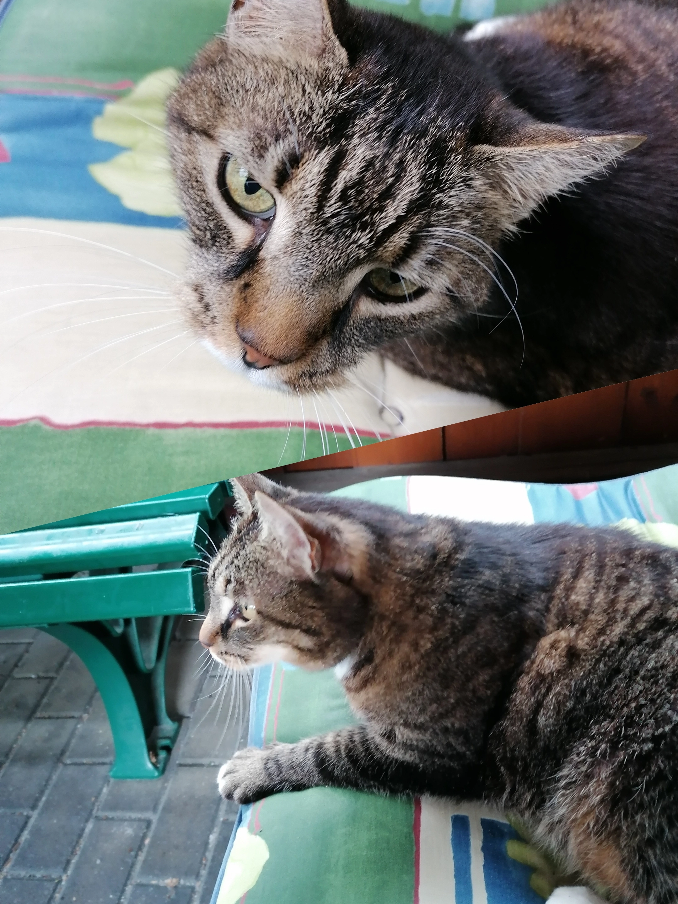 Whisky  - Weststraße, Zittau