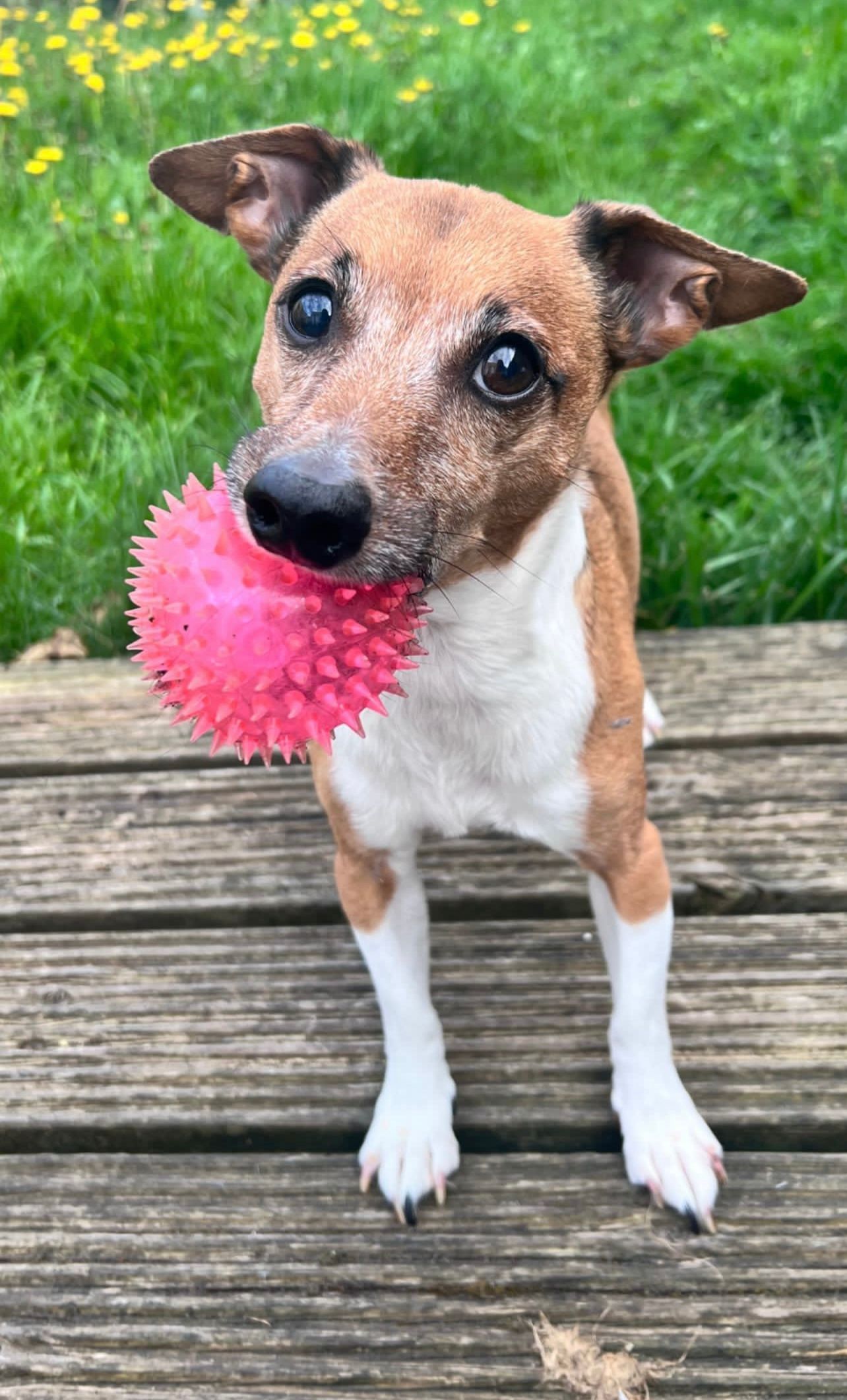 Sam - Drimnagh Road, Dublin