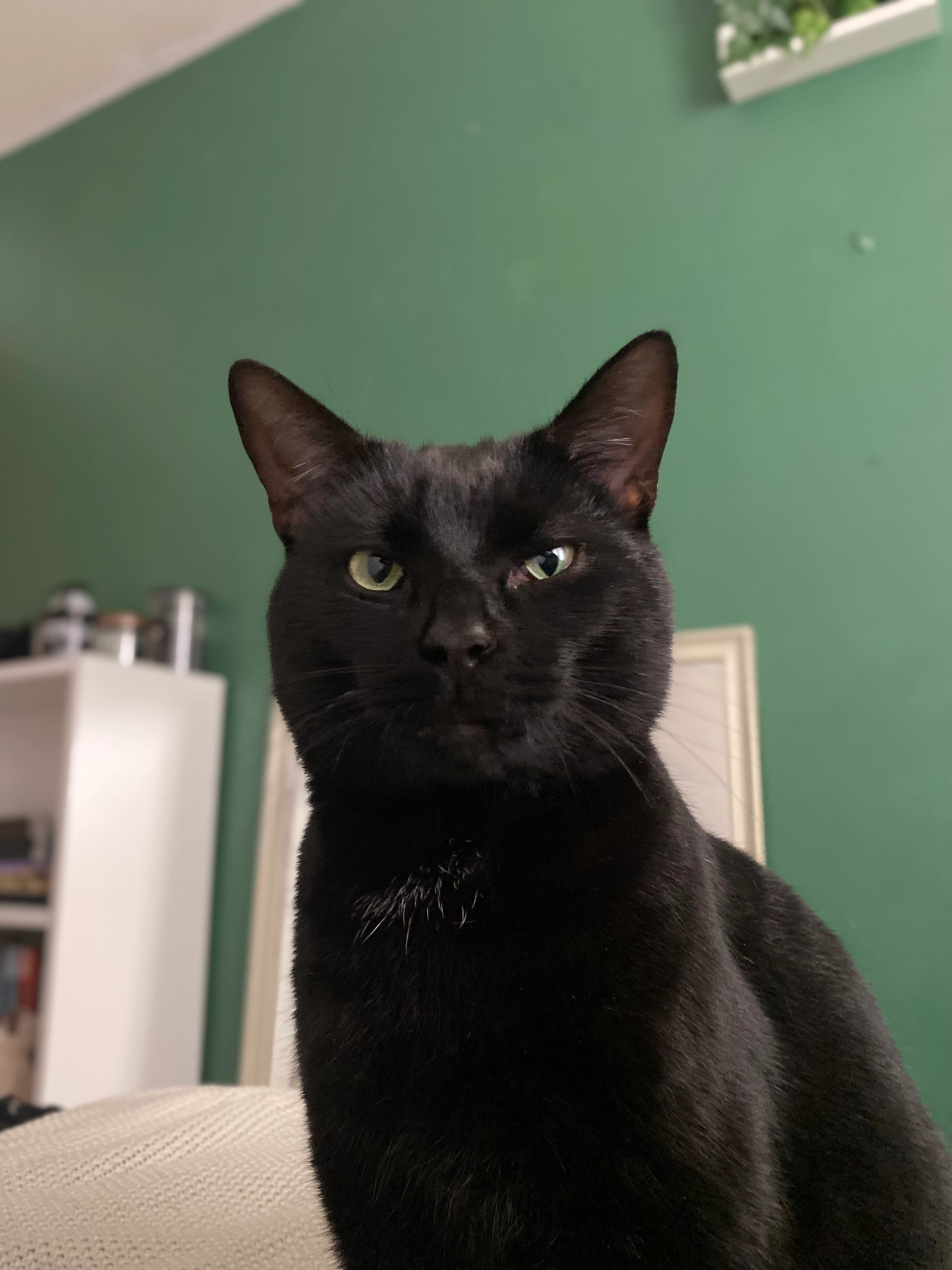 Bats - Cwrt Tynewydd, Newport