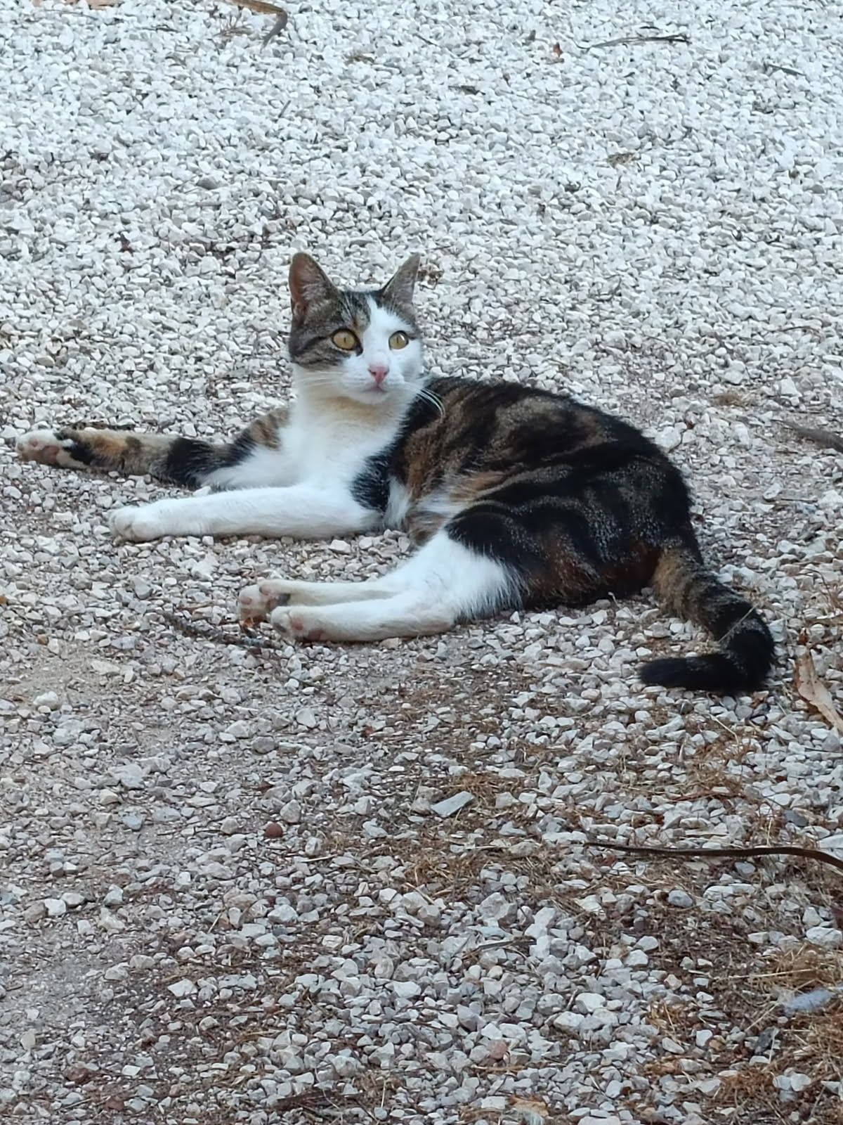 Perly - Chemin de la Forêt Rivoire Vieille, Dolomieu