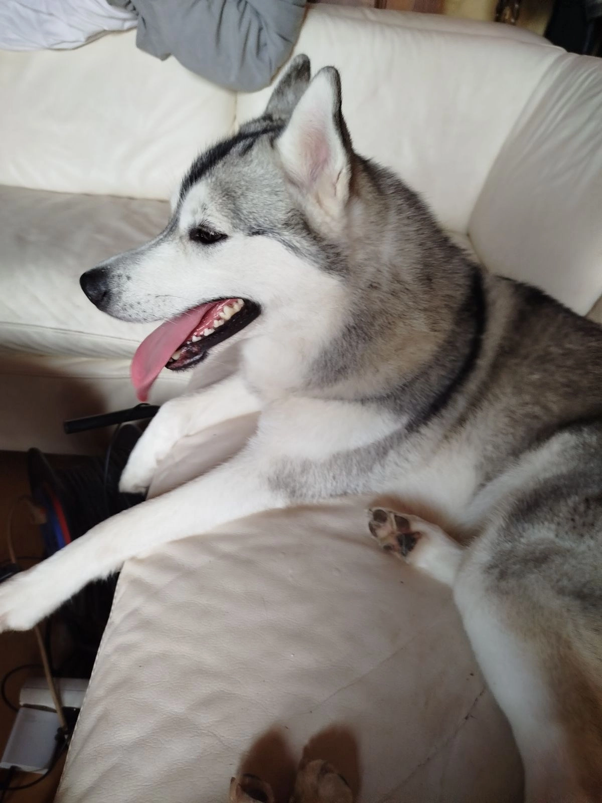 Raven  - Rue de la Marcellière, Les Sables-d'Olonne