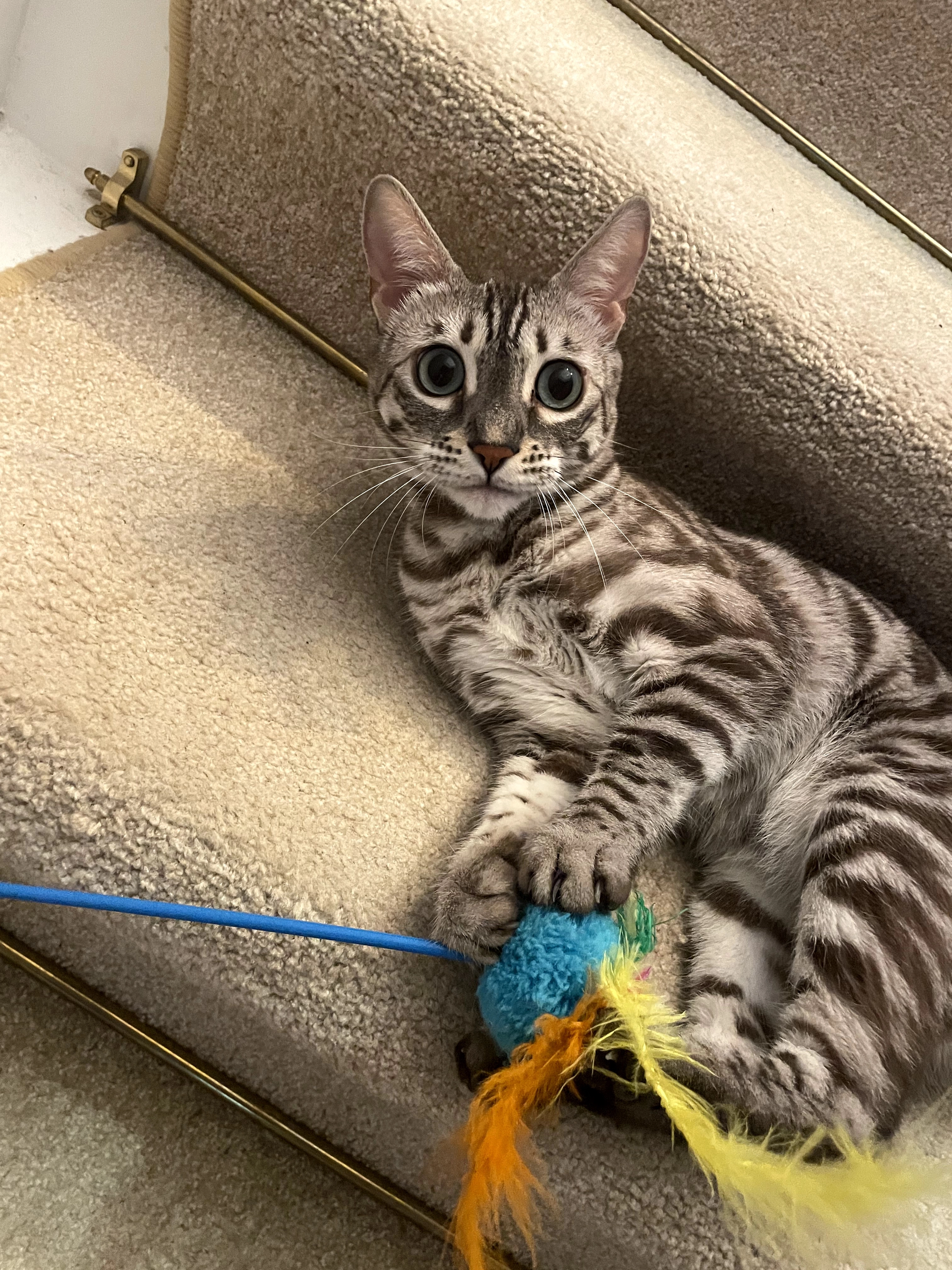 Sara - Borinka, Borinka