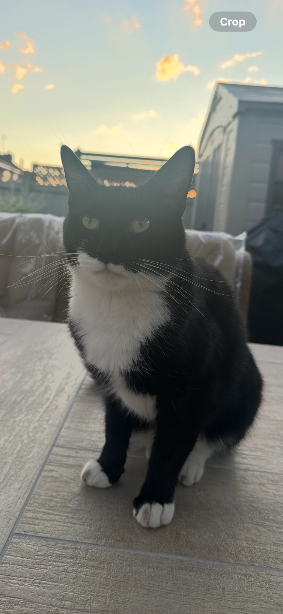 Freddie - A4133, Droitwich