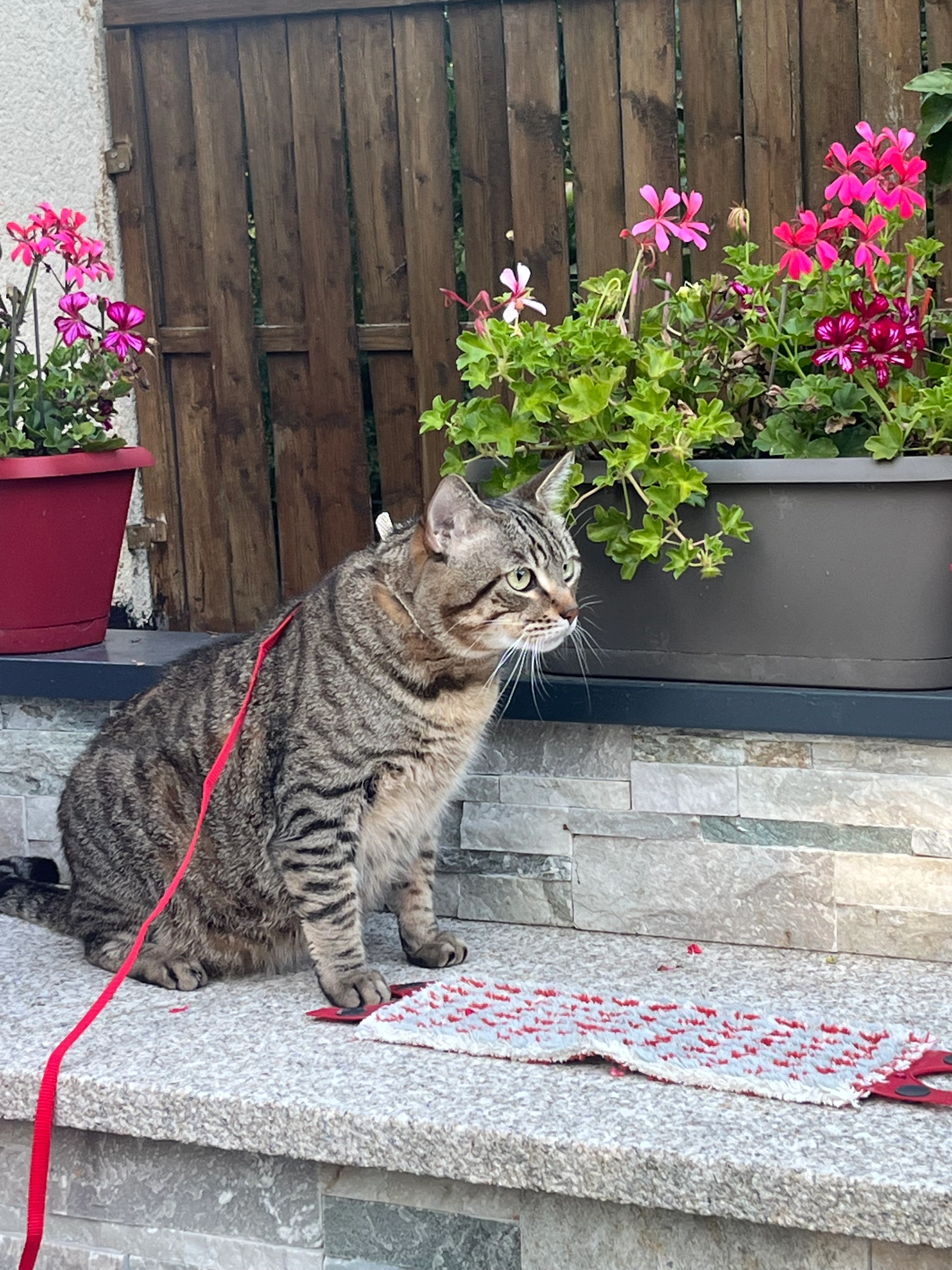 Nino - 3 Allée des Saules, Lamorlaye