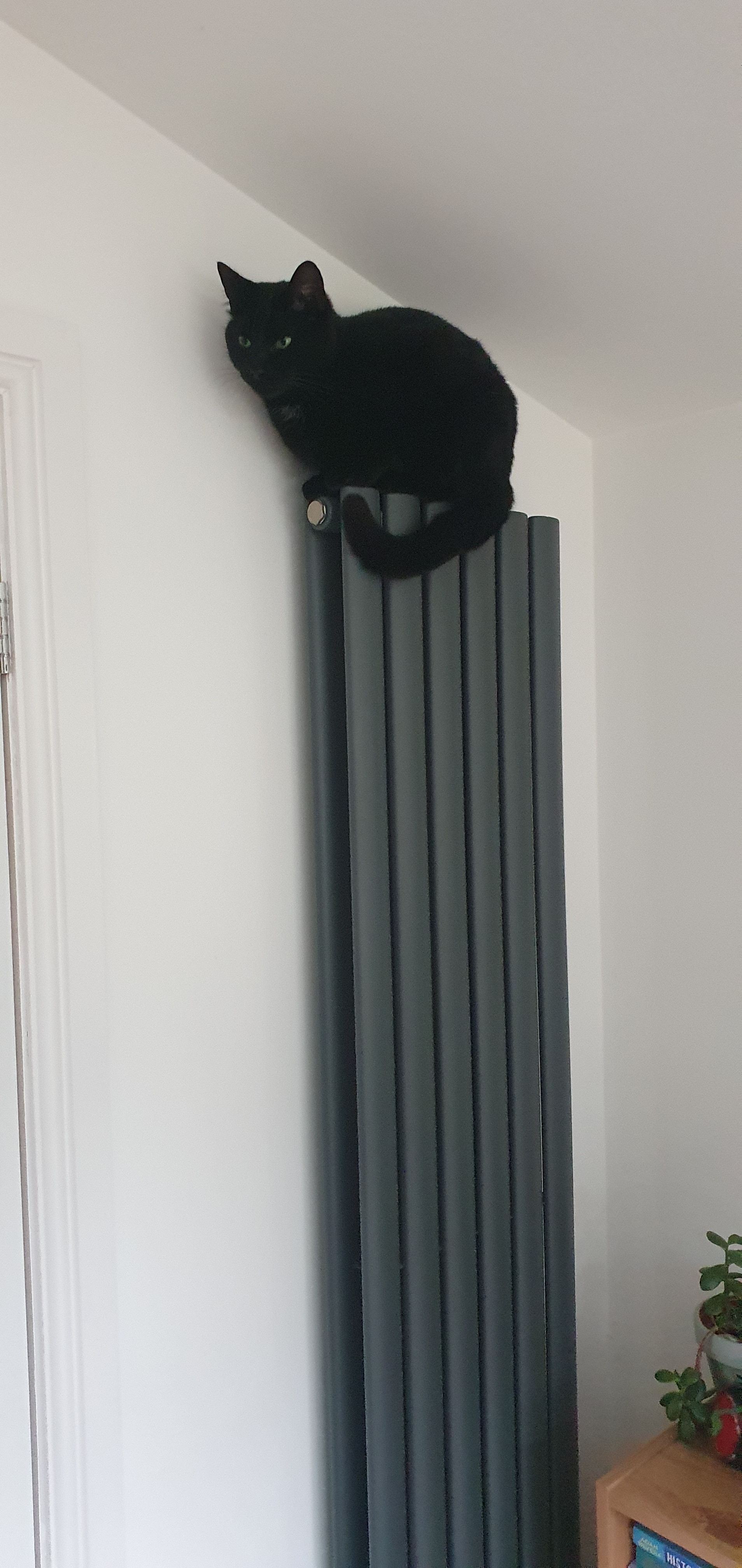 Willow  - 18 Holden Close, Nelson