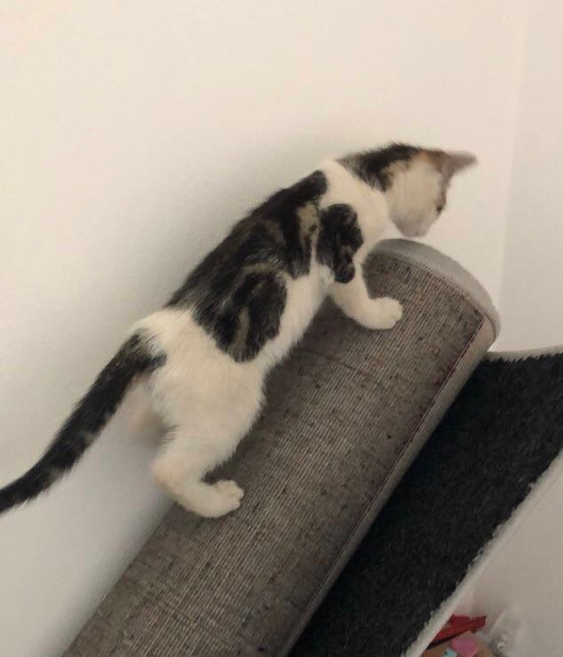 Oli  - Hauptstraße, Tapfheim