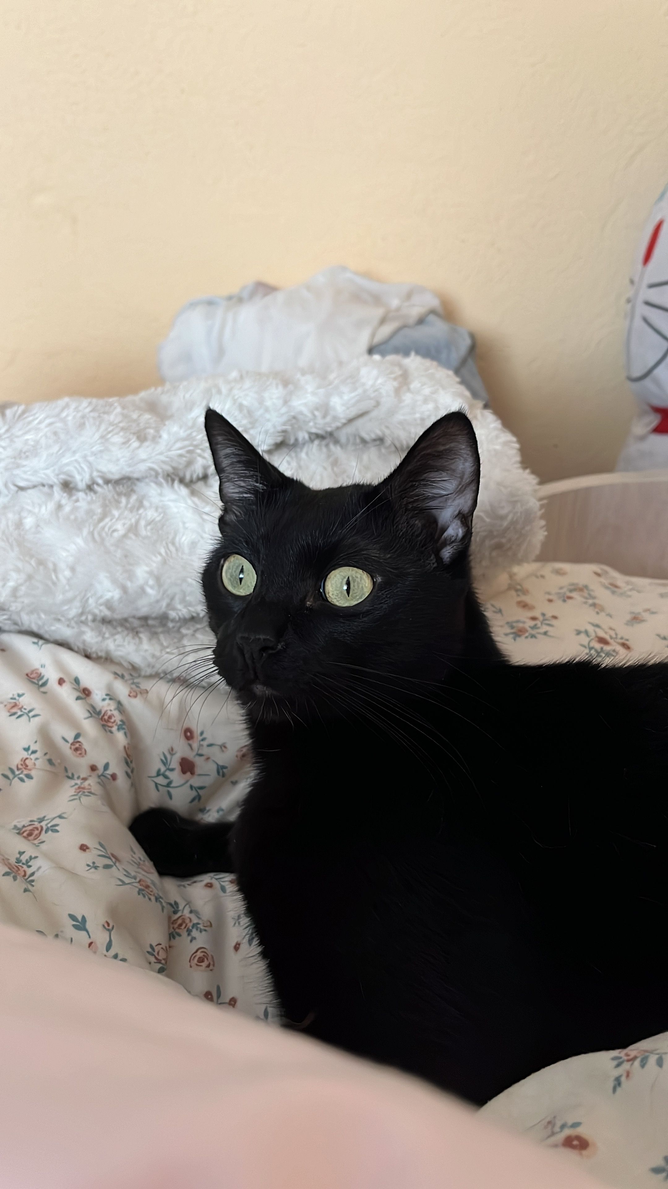 Negro - Calle de San Rafael, Valladolid