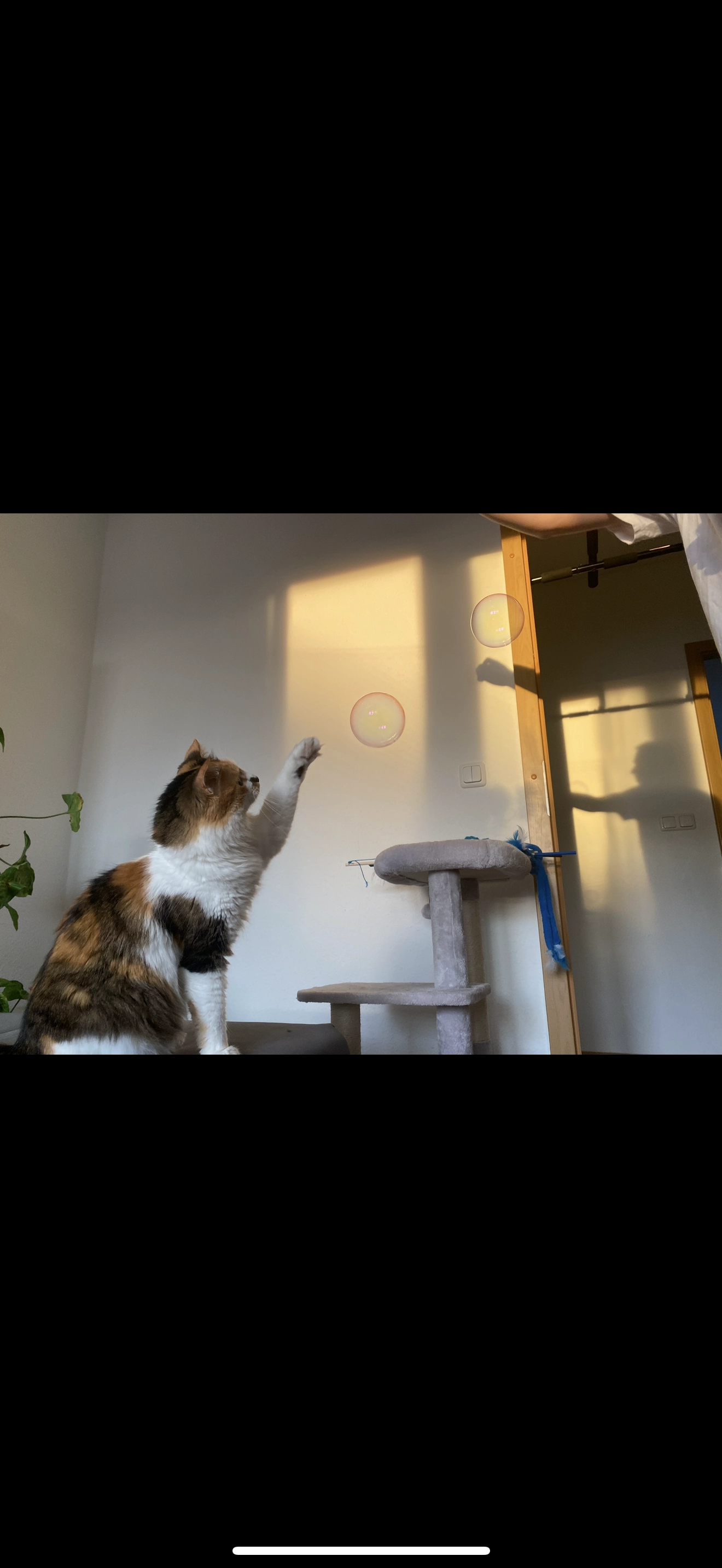 Aily - Dresdener Straße 5, Frankfurt