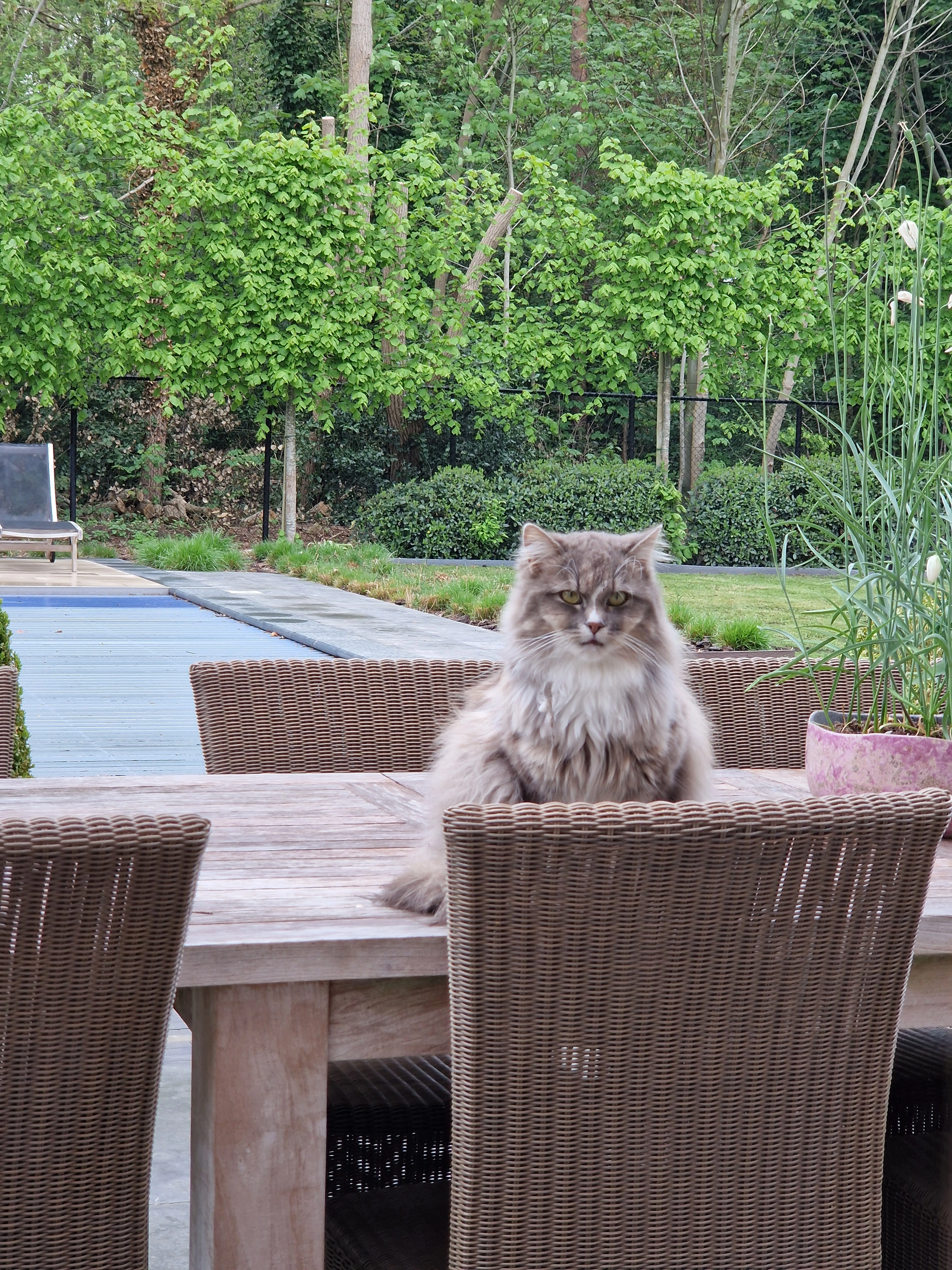 Minoux - Den Hert, Waasmunster