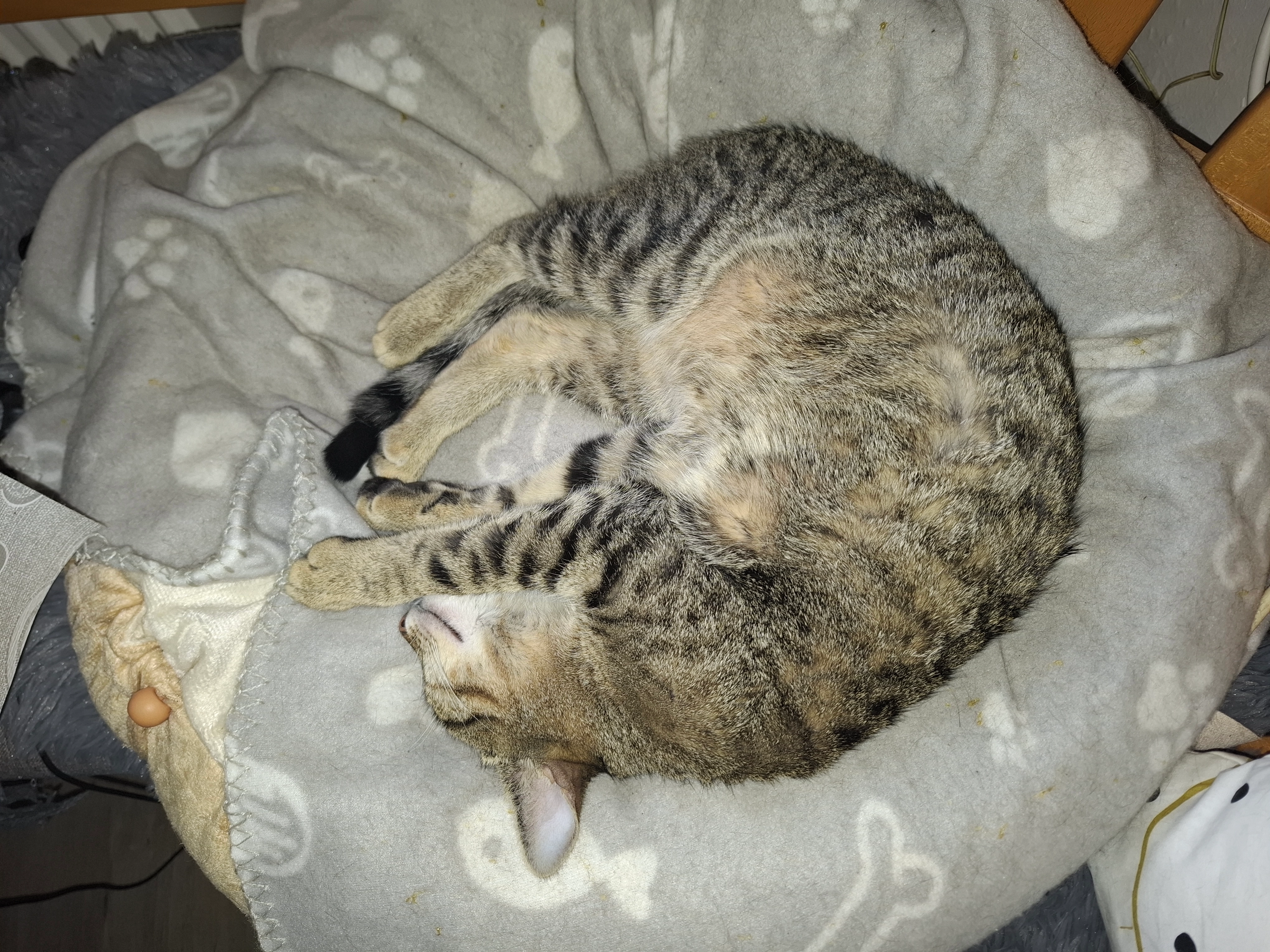 Lara - 94545 oberkashof 12, Hohenau