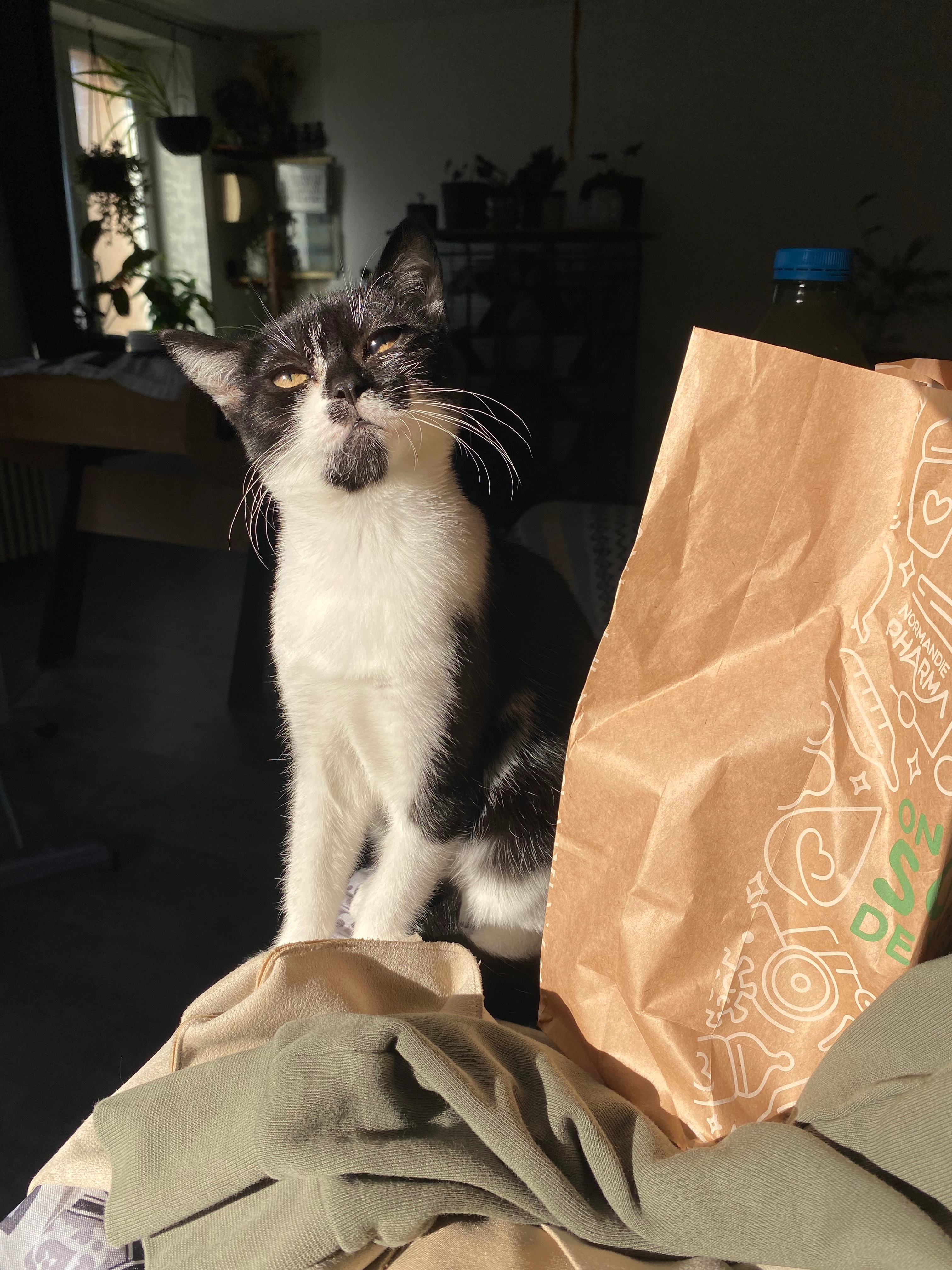 Antho - Rue du Maréchal Leclerc, Châteauneuf-en-Thymerais