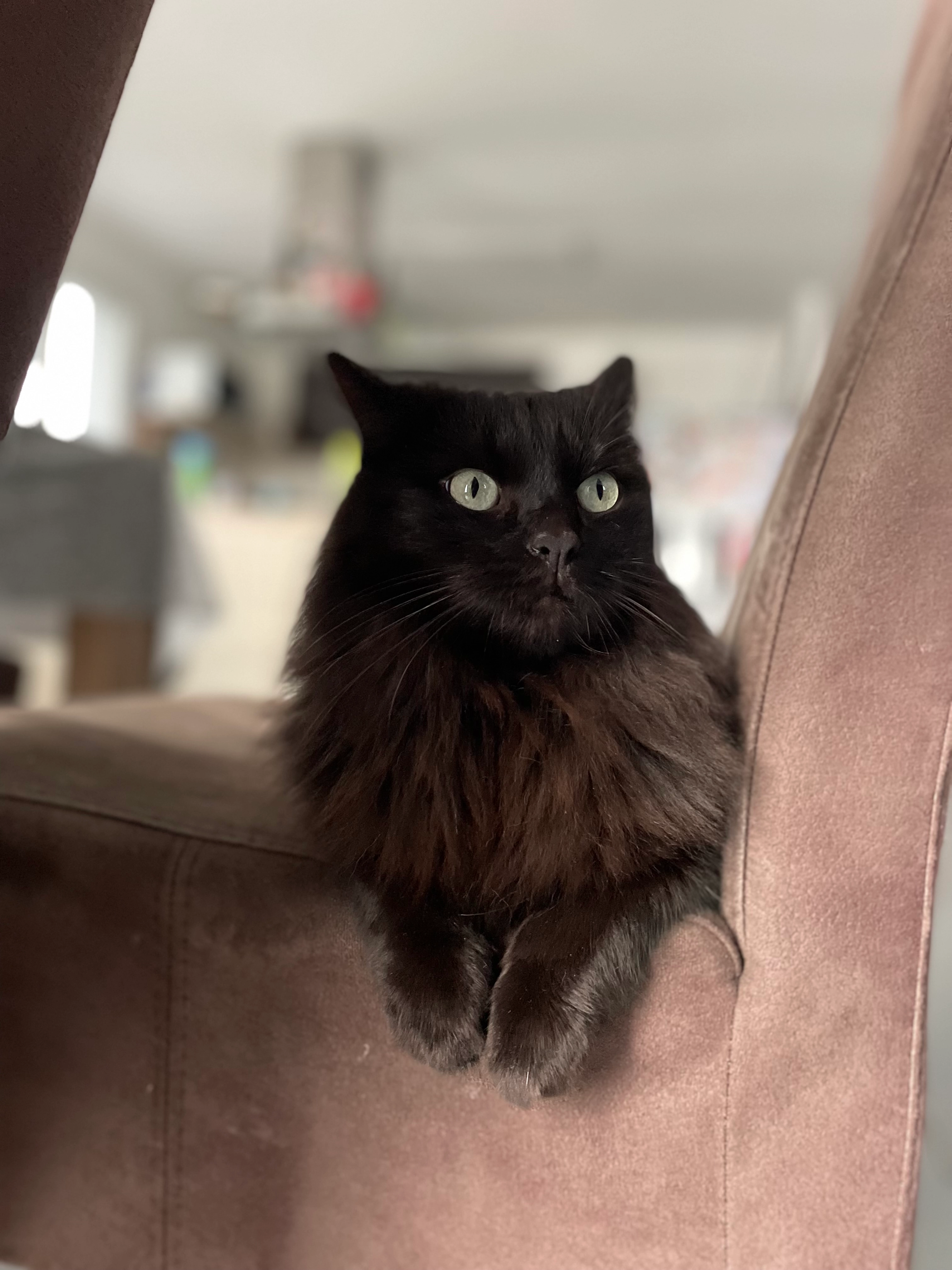 Sia - 18 Rue des Pivoines, Werentzhouse