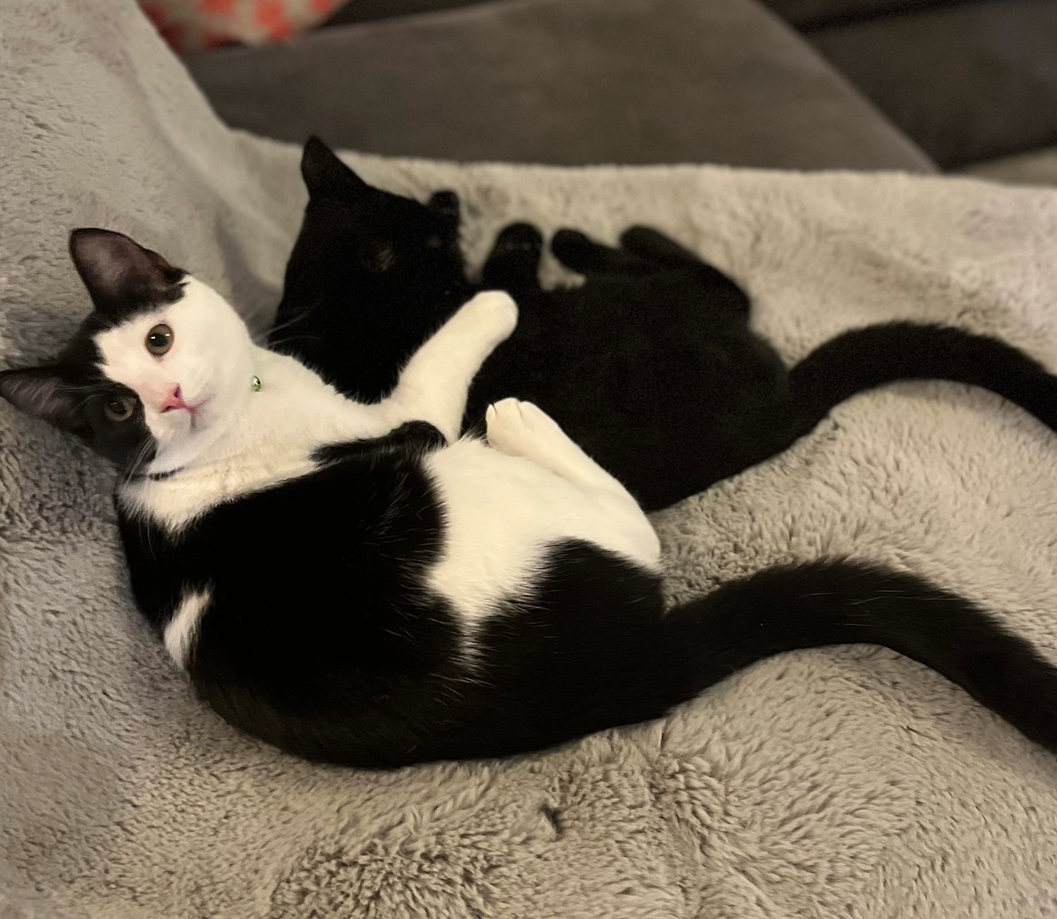 Bobby - Barnham Broom Road, Wymondham