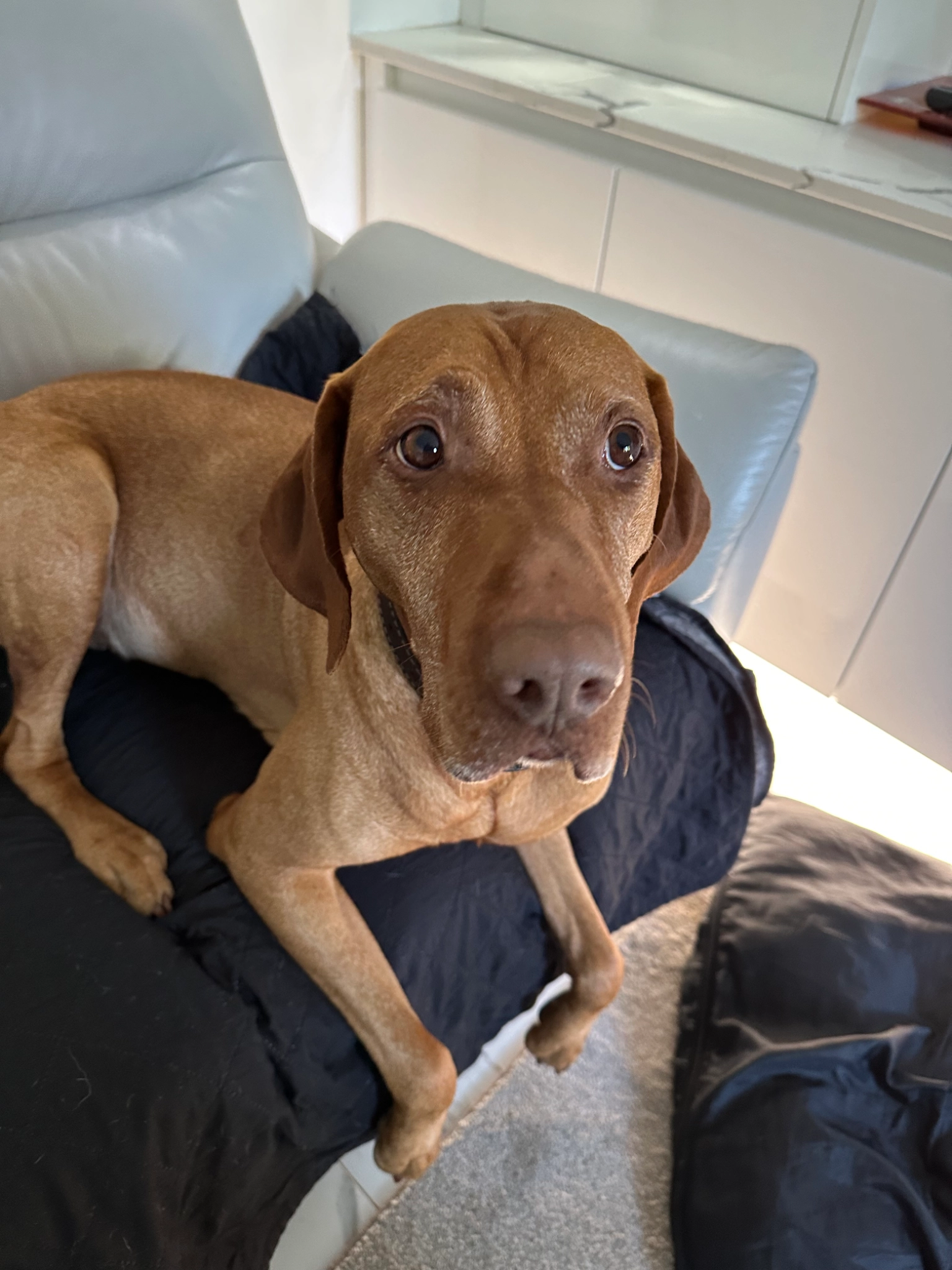 Merlin - Fairoak Lane, Leatherhead