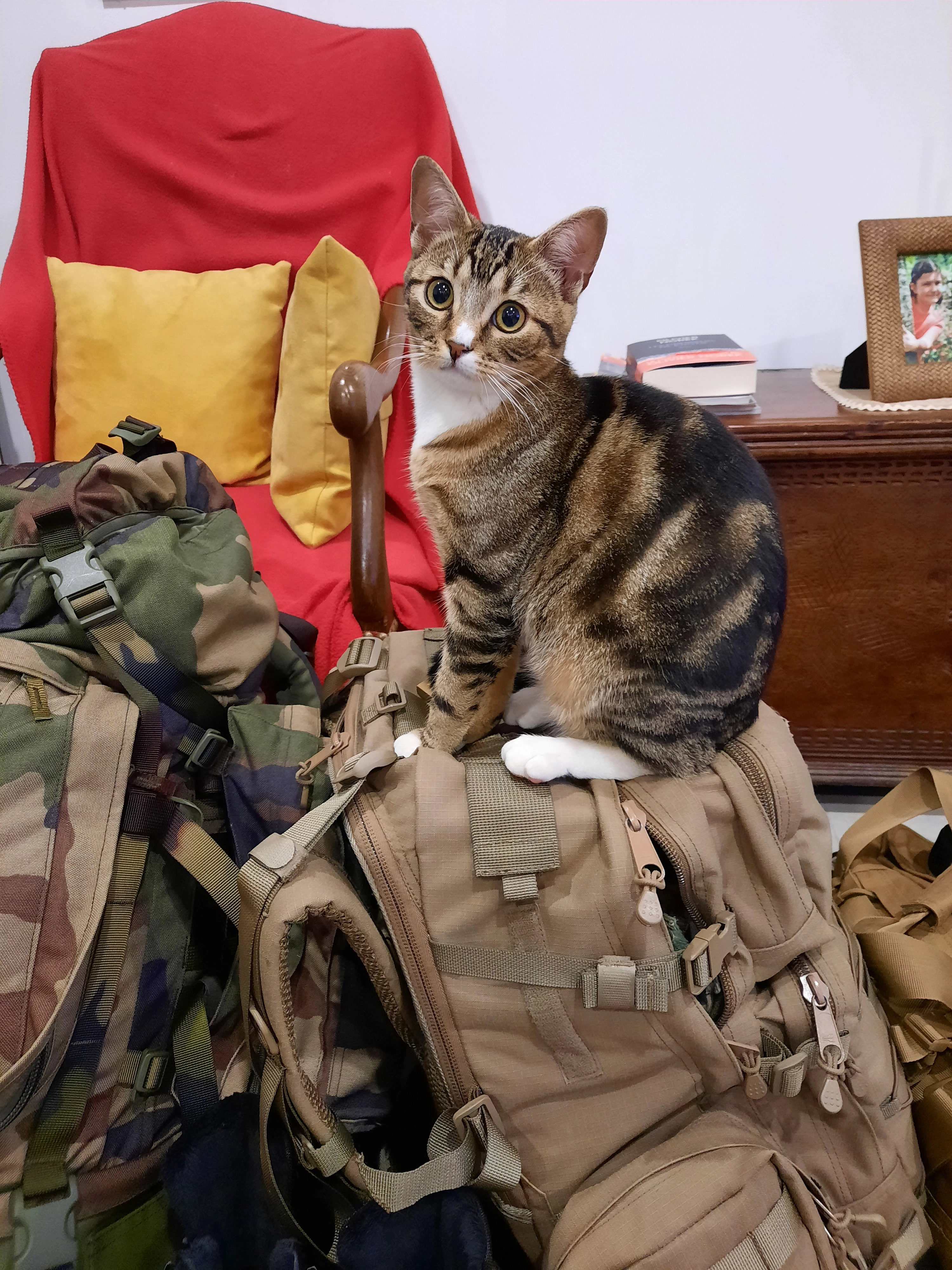 Hermine - 15 Rue Thiers, Golbey