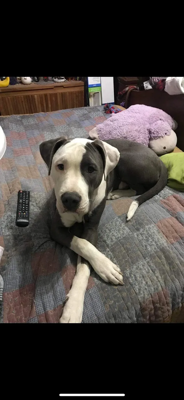 Dozer  - Springbrook Drive, Shiloh