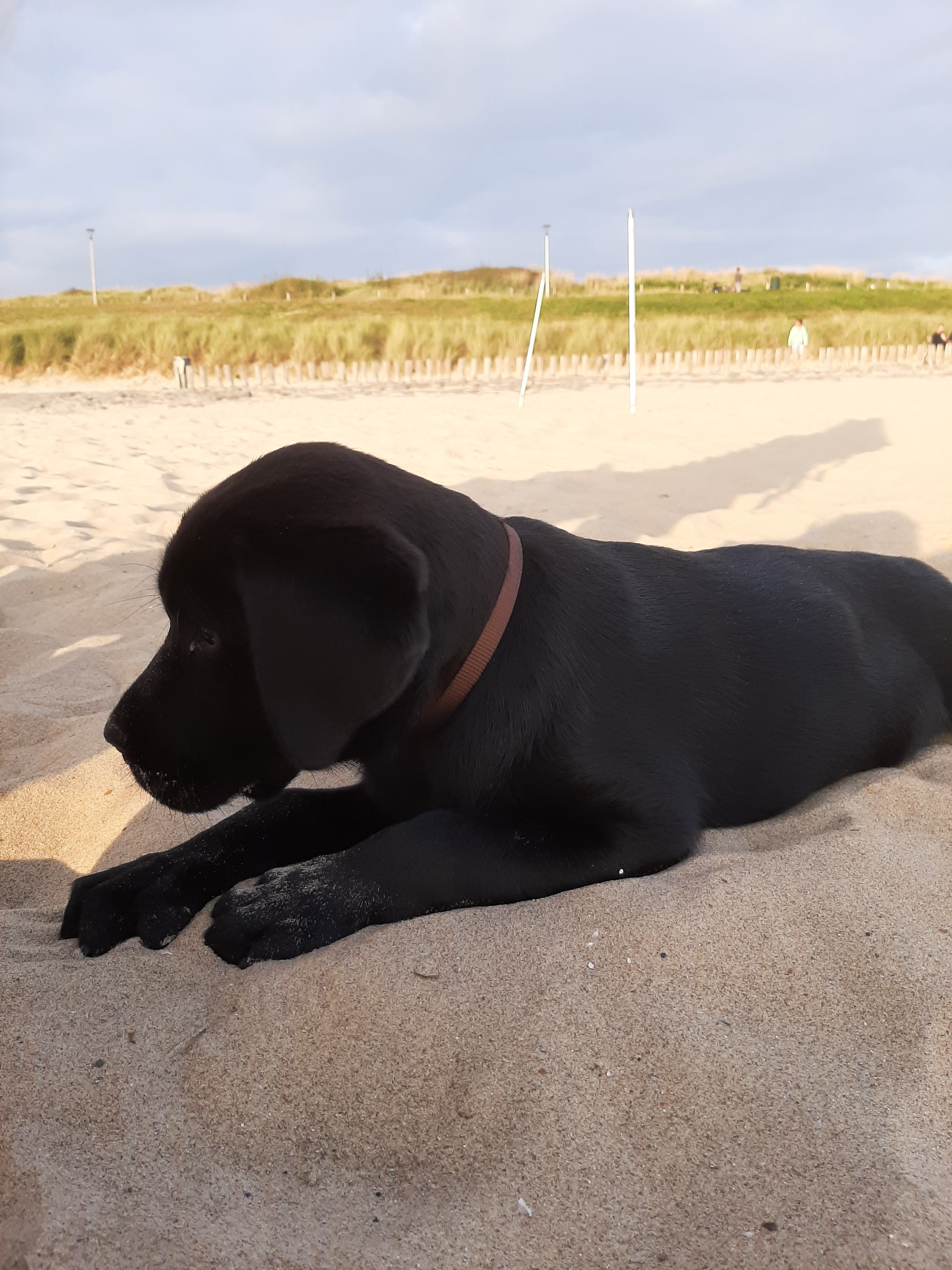 mout - Leersumsestraatweg, Doorn