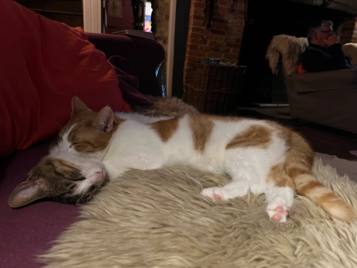 Pablo - Sotwell Street, Wallingford