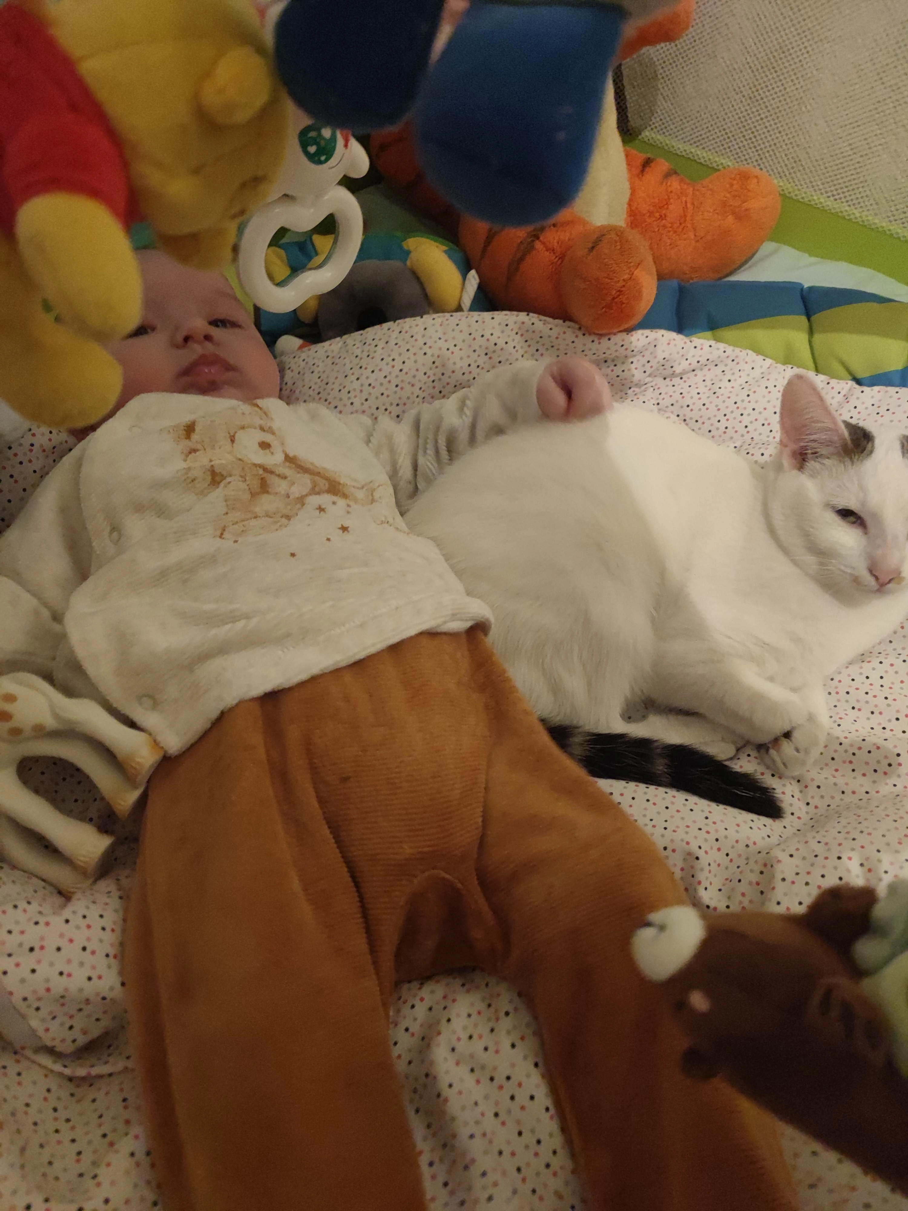 Chipie  - 52 Rue Georges Villette, Moret-Loing-et-Orvanne