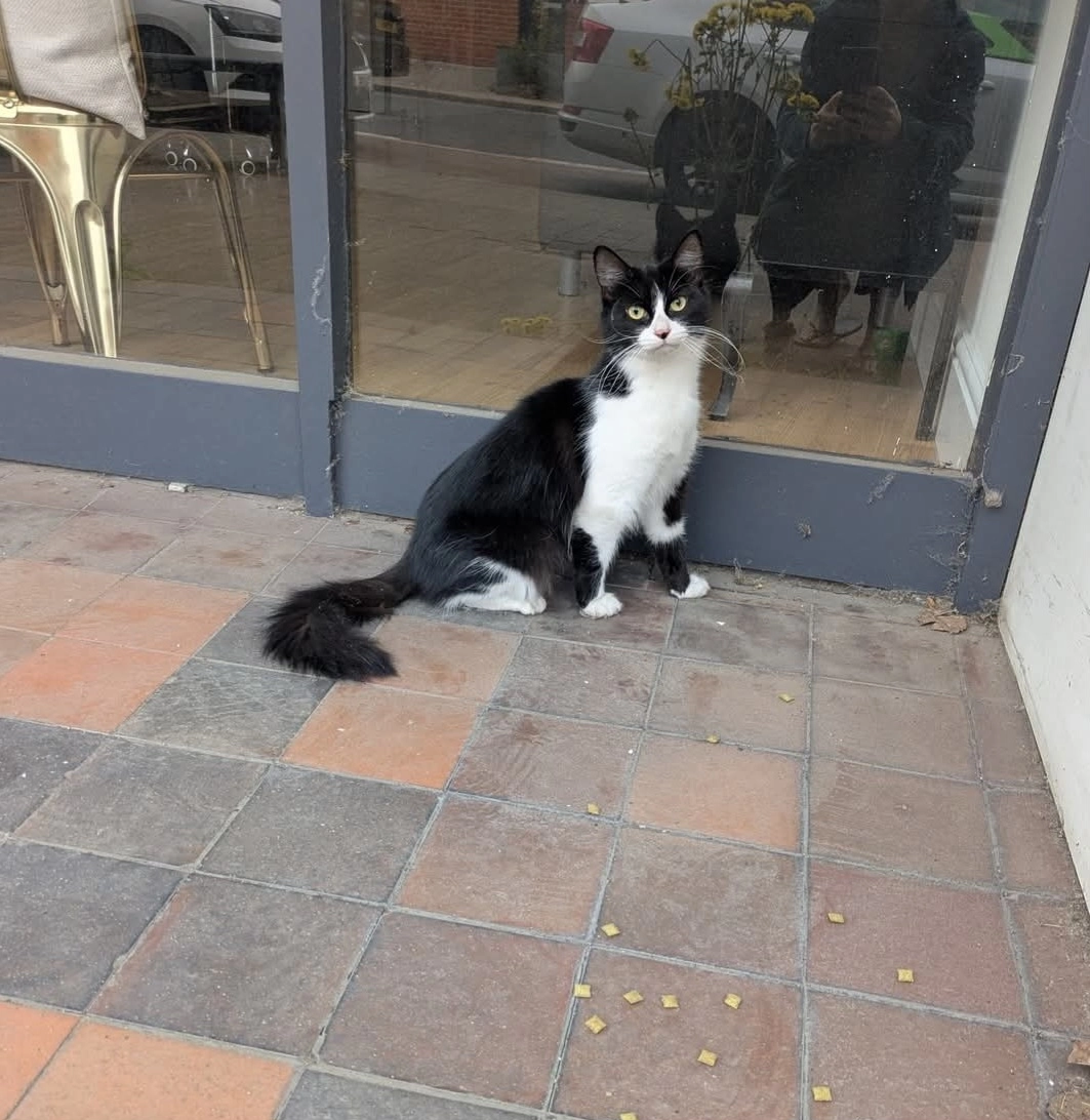 Daisy - Rumbridge Street, Southampton