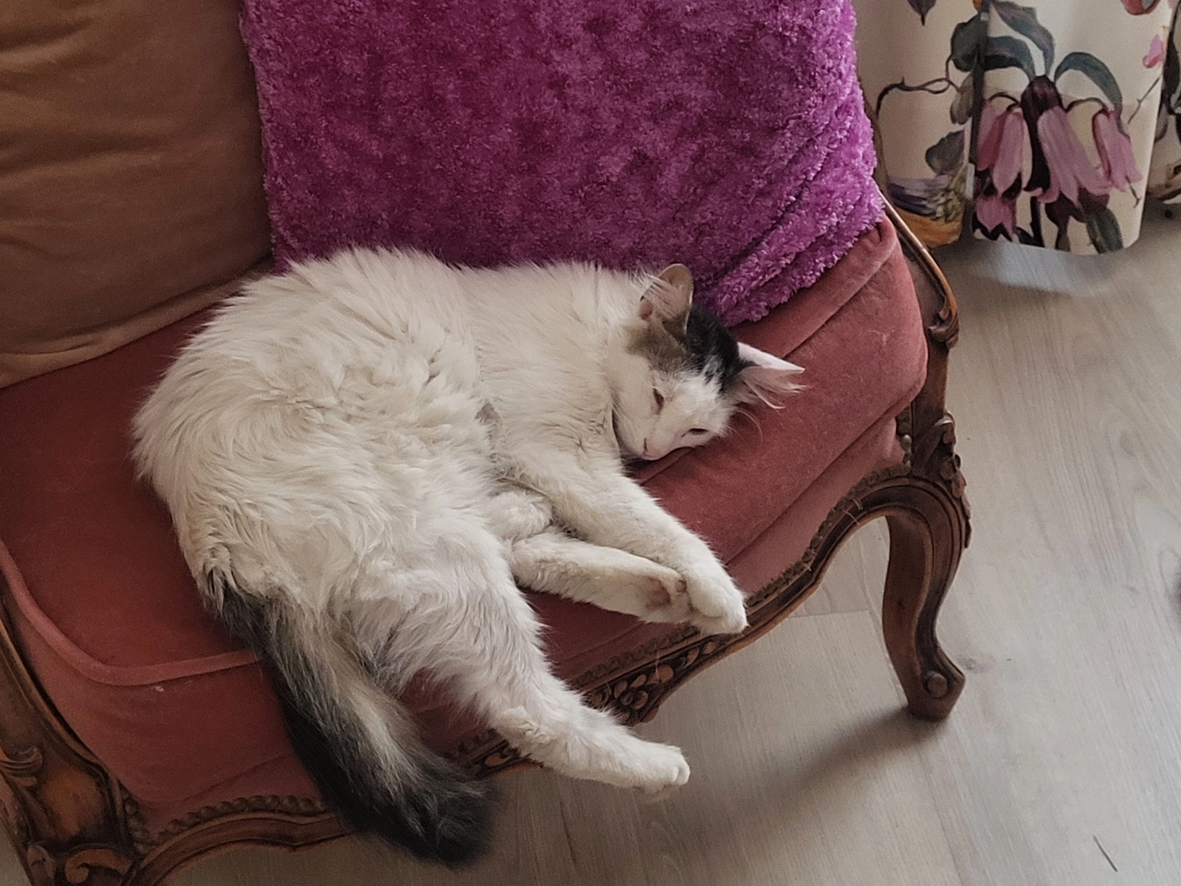 Kira - Rue du Docteur André Chaix, Bourgoin-Jallieu