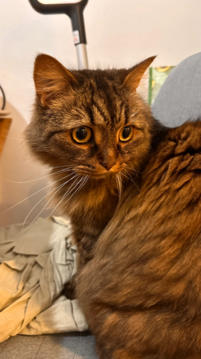 Joseph - Karlstraße, Berlin