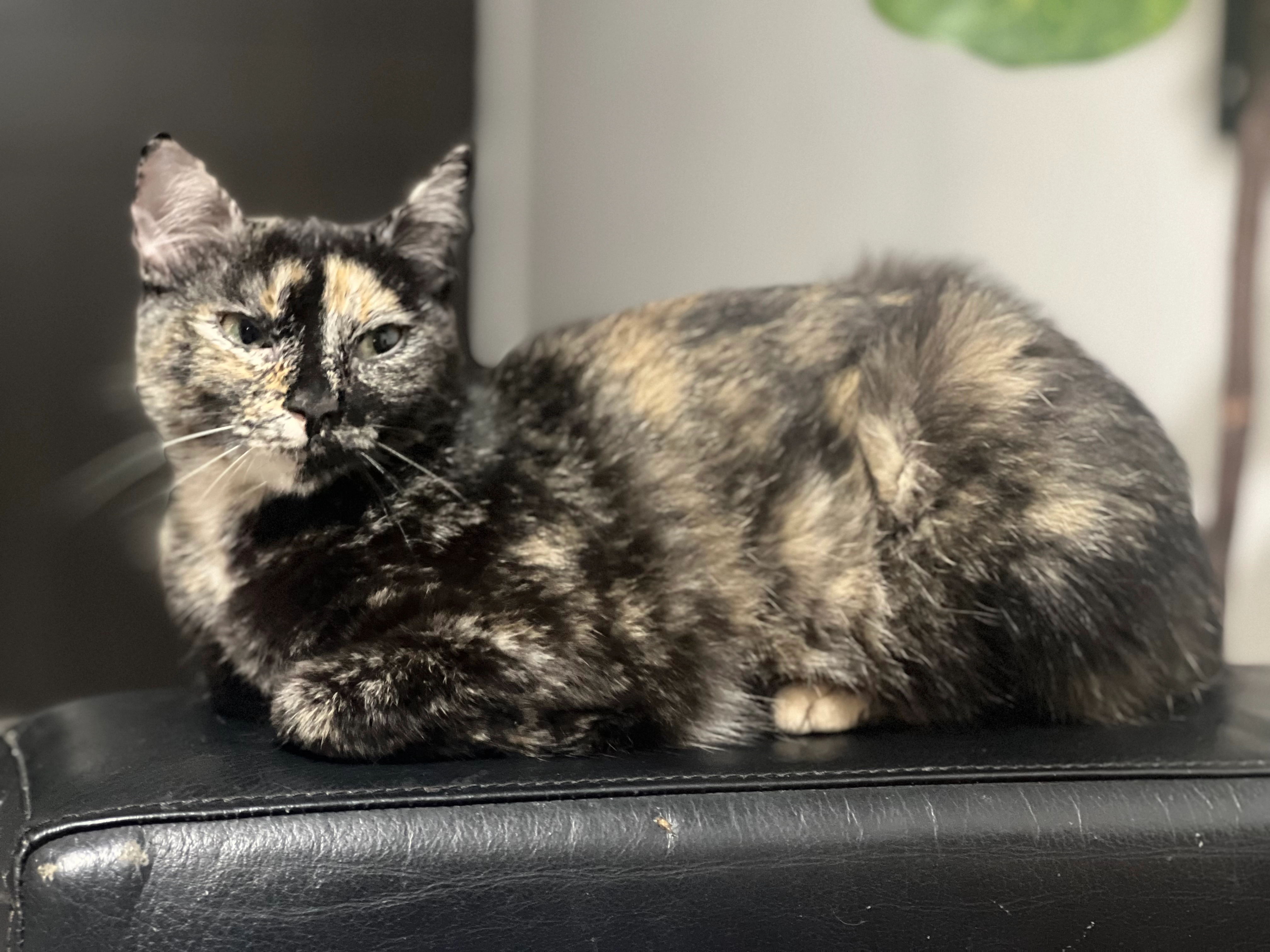 Gala - Urb, Winterspelt