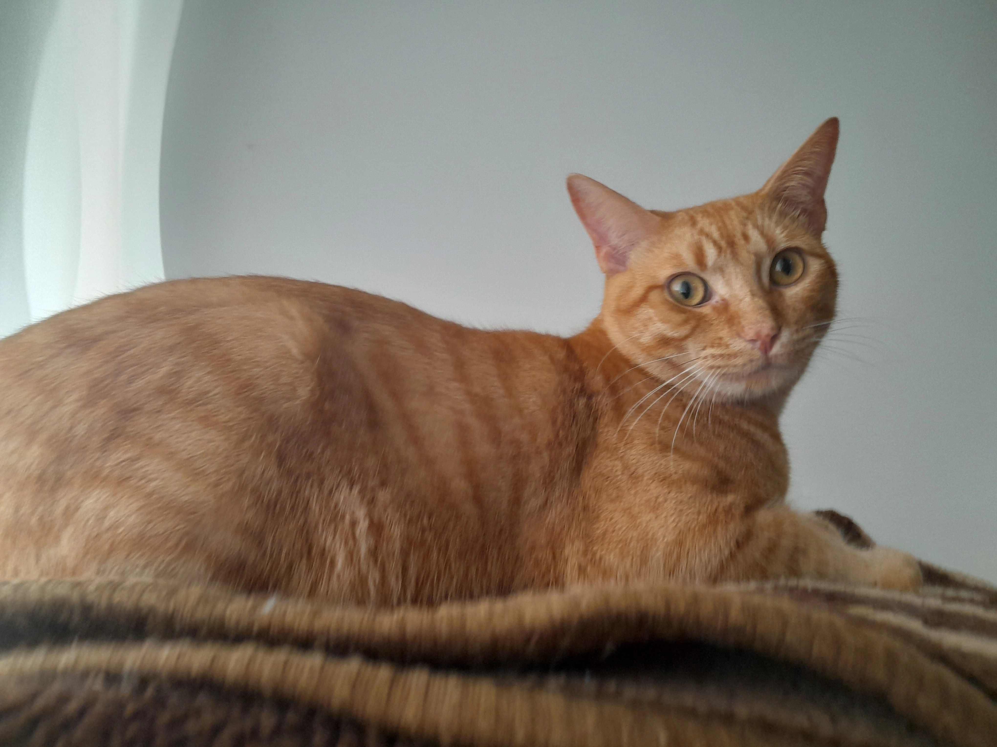 Coco o coquito - Carretera De Ledesma, Almenara de Tormes