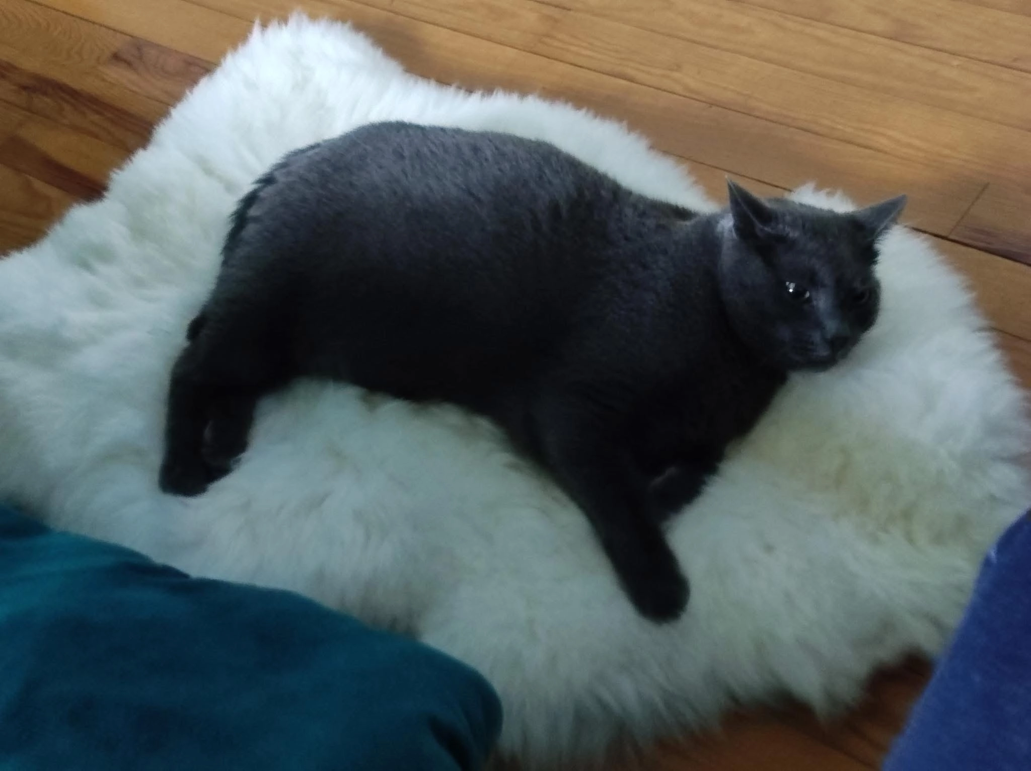 Dantalion - Rue de la Garonne, Plobsheim