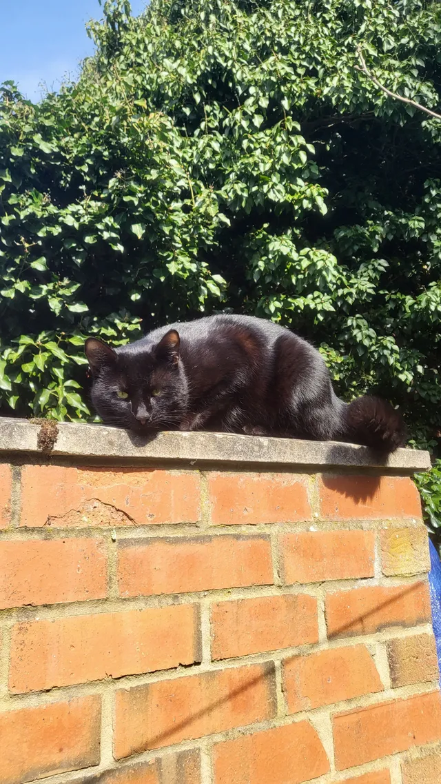 Floki - Bowmans Way, Dunstable