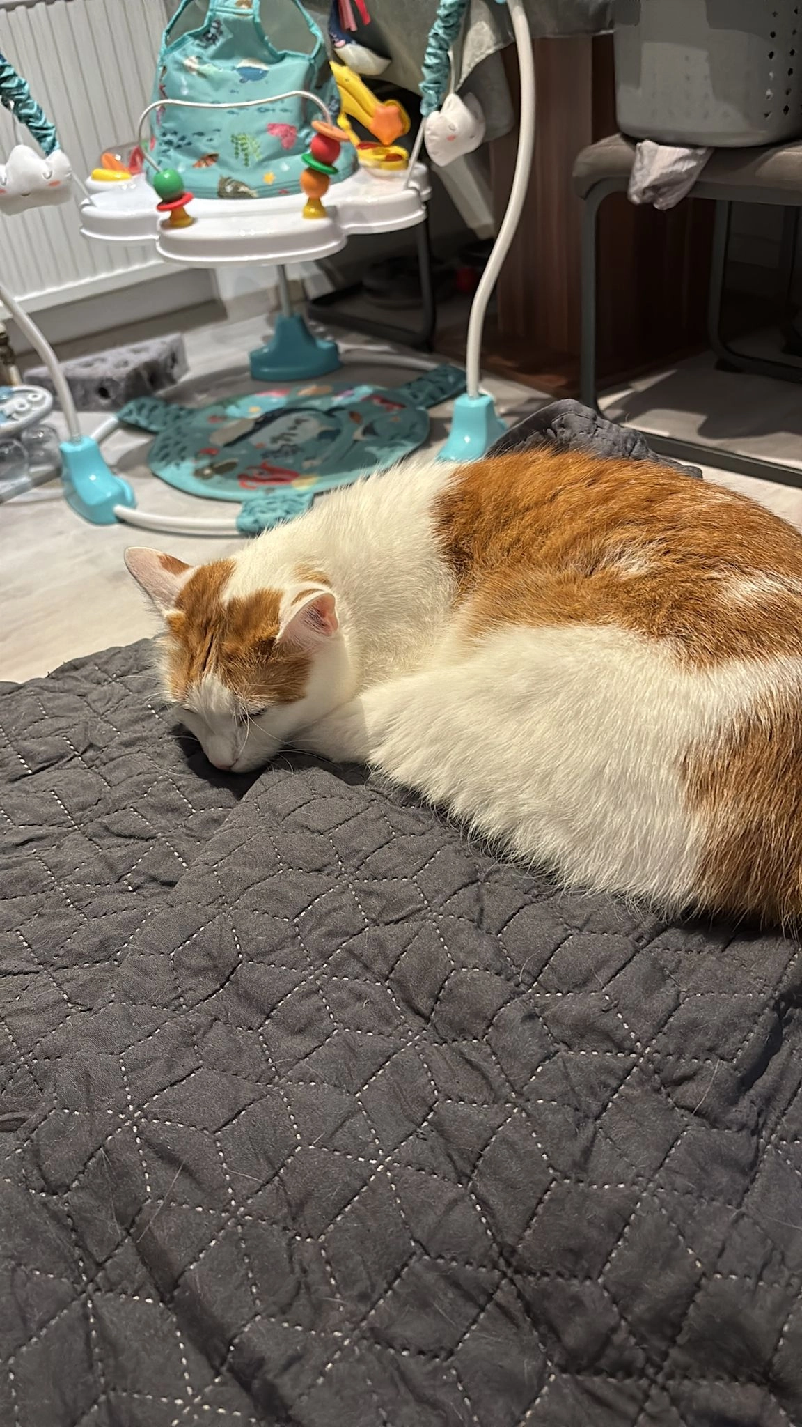 Ellie - Alfred-Pischof-Gasse, Wien