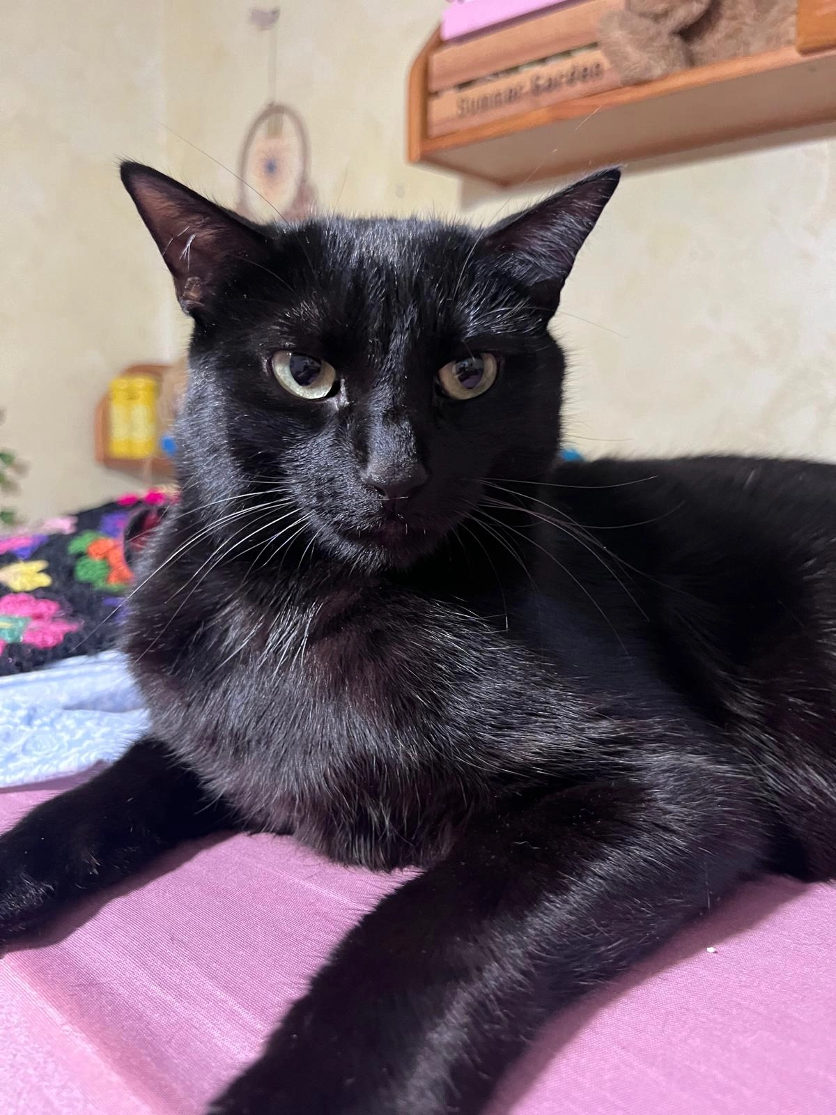 Isidro - Calle de San Epifanio 7, Madrid