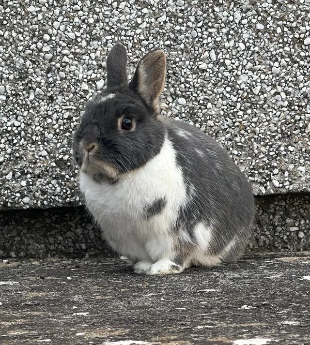 Ruffles - Cae Coed, Llandudno Junction