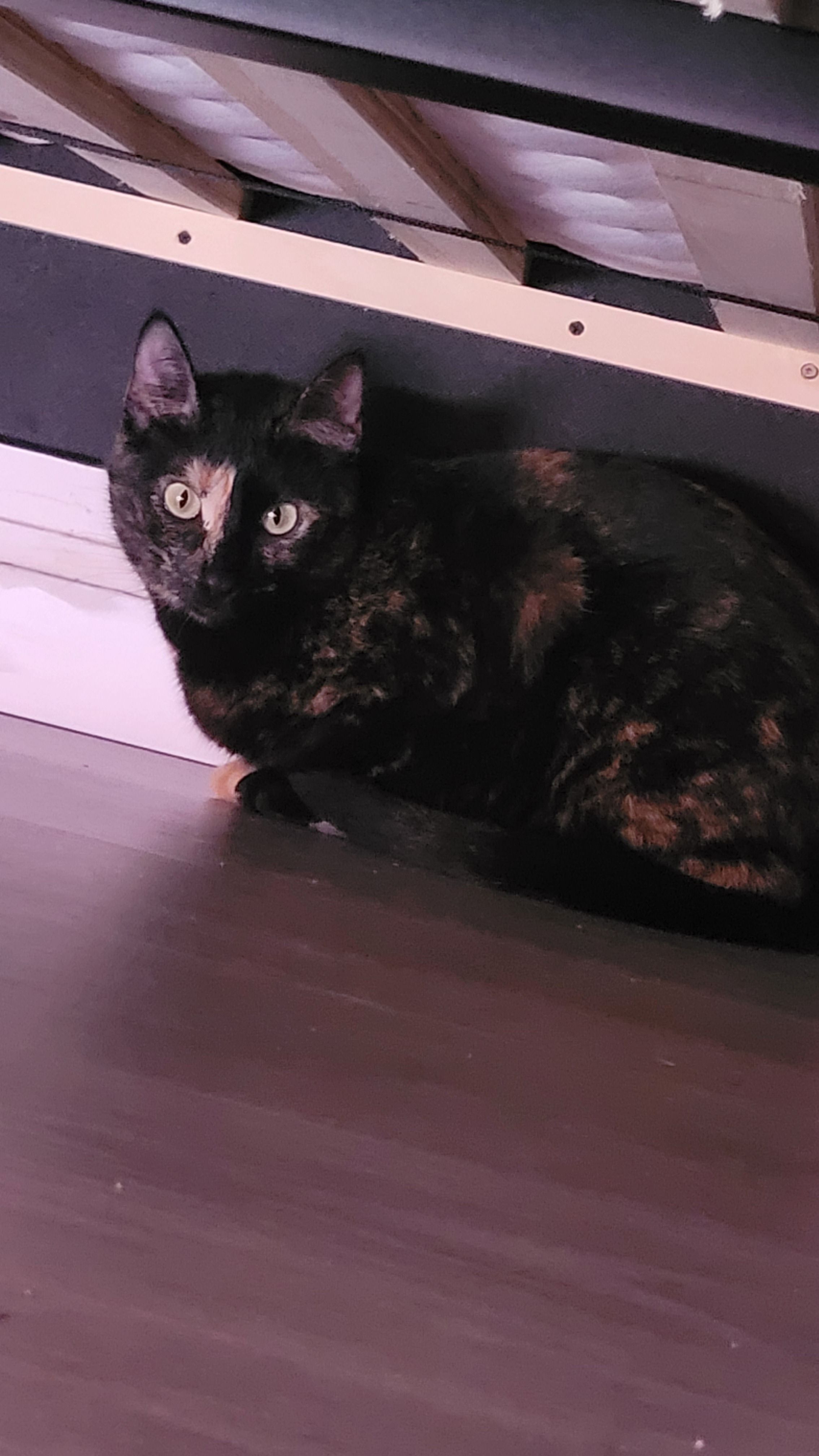 Lucie - Rua Leonel Duarte Ferreira 10, Almada