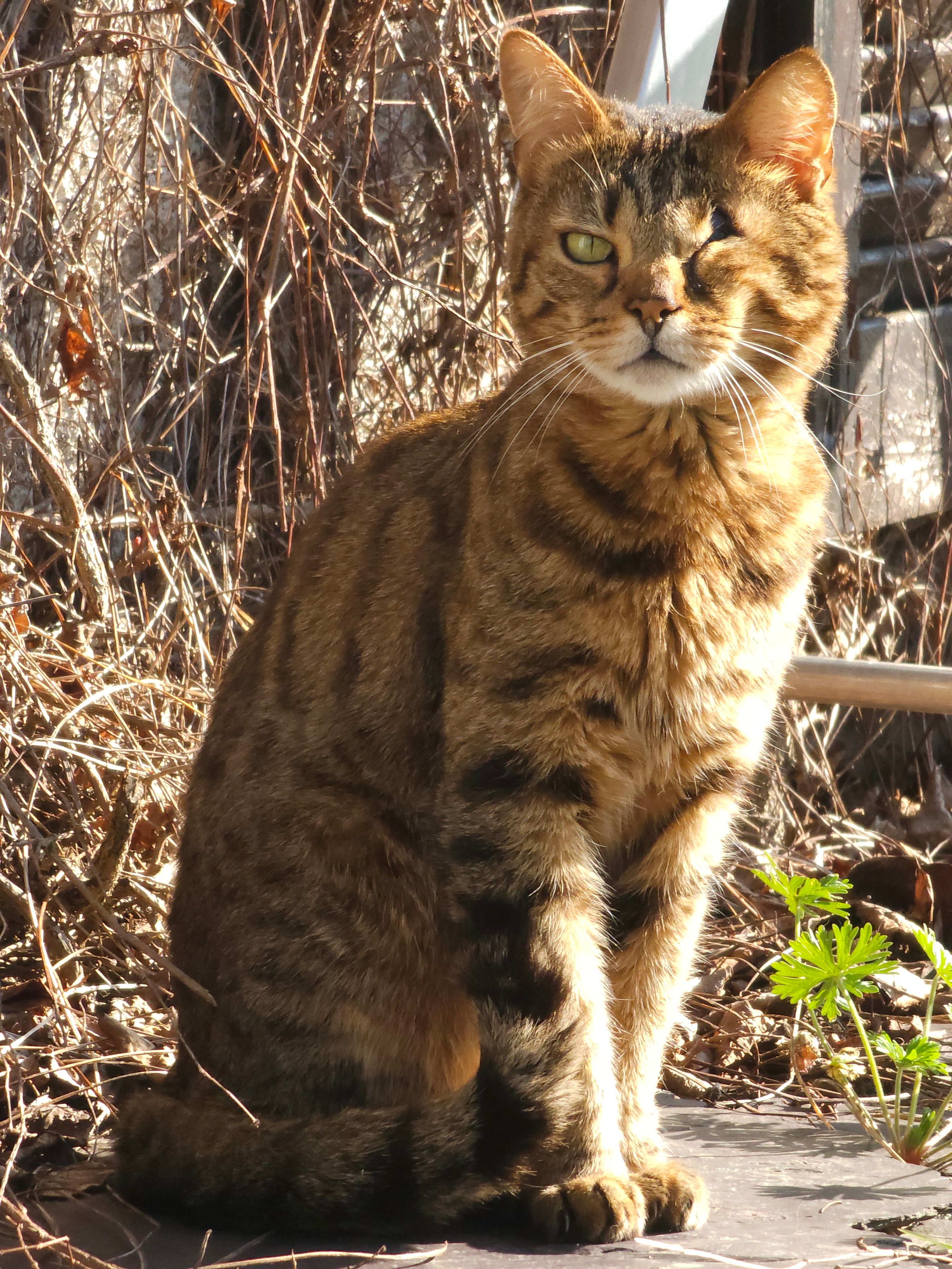 Jump - Rue André Hardy, Clécy