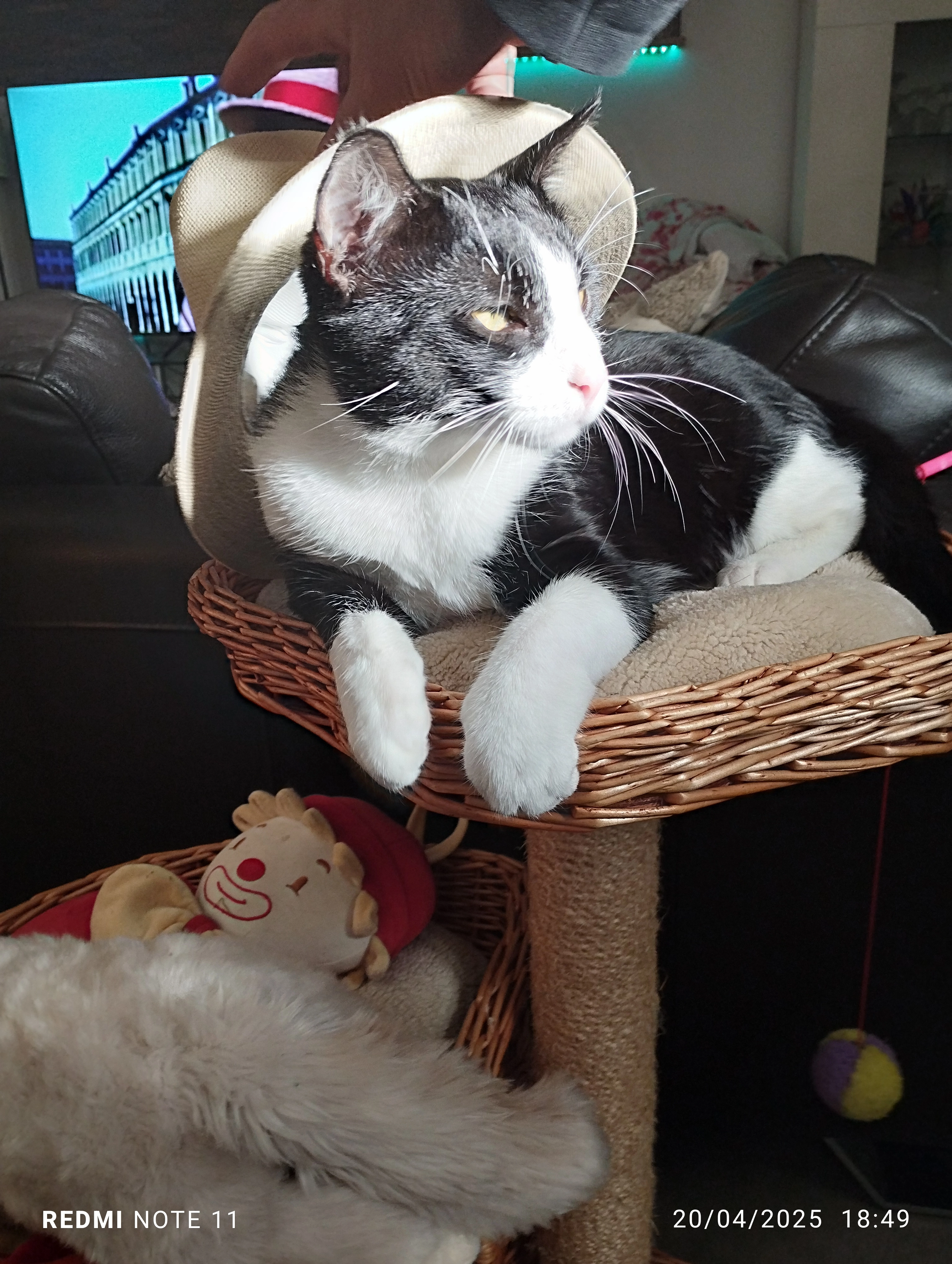 Pedro - 17 Rue Charles de Gaulle, Beaucourt