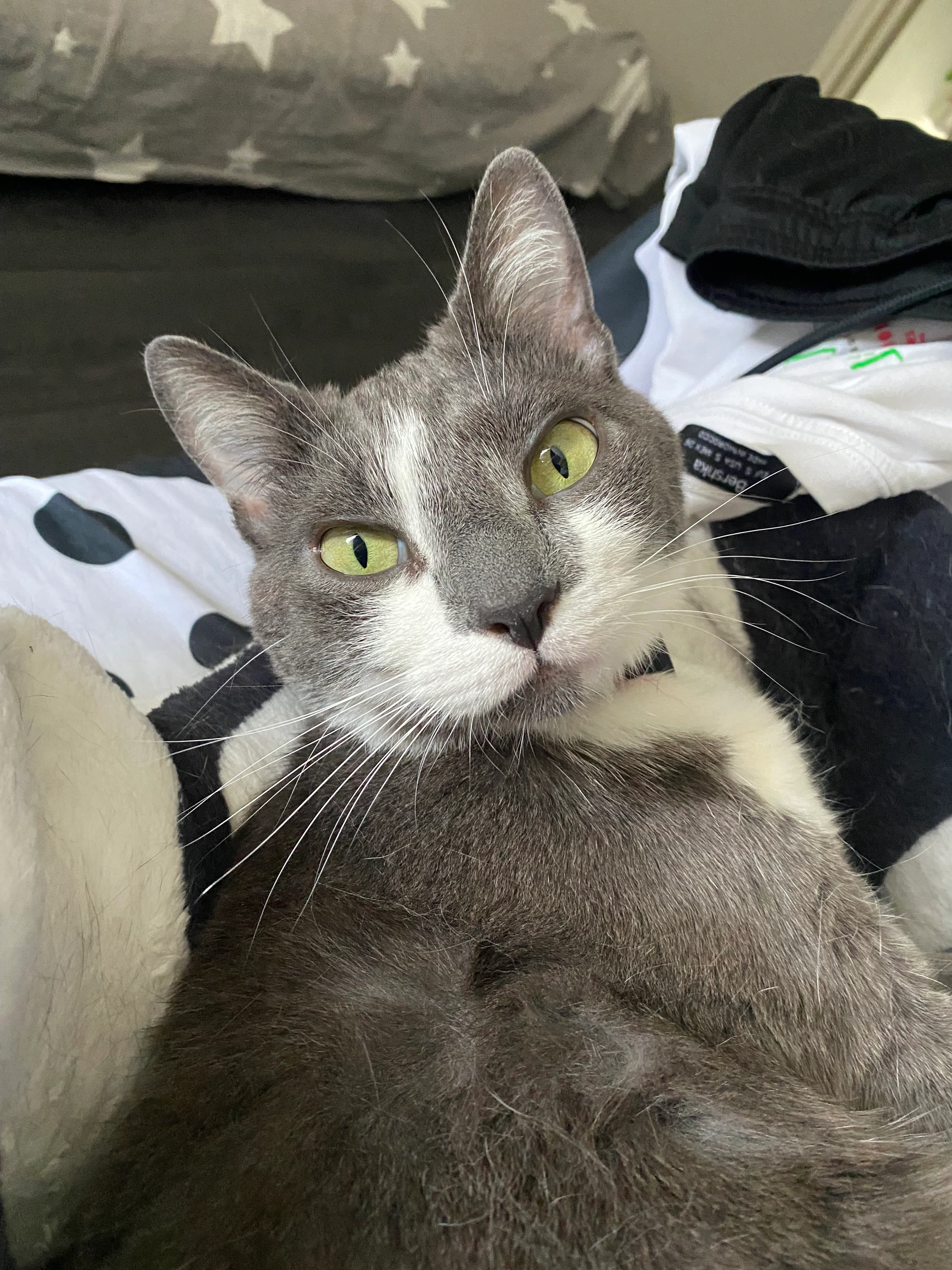 Mylo - Kastanjestraat, Goes