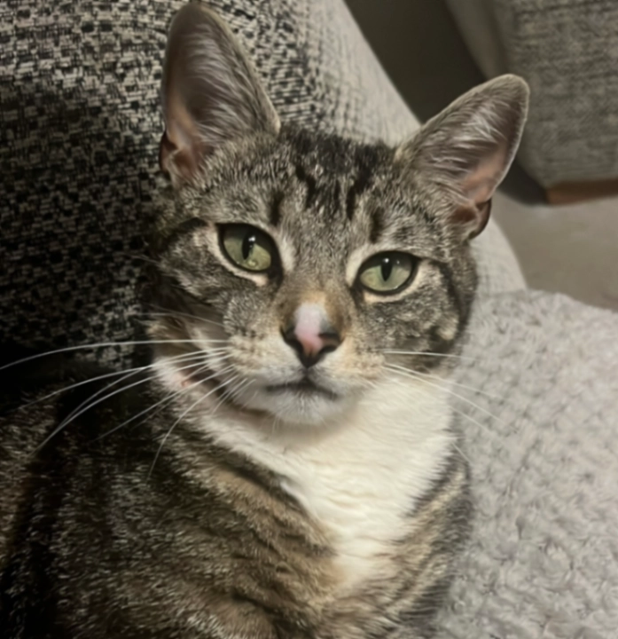 Bruce - Caulfield Close, Chesterfield