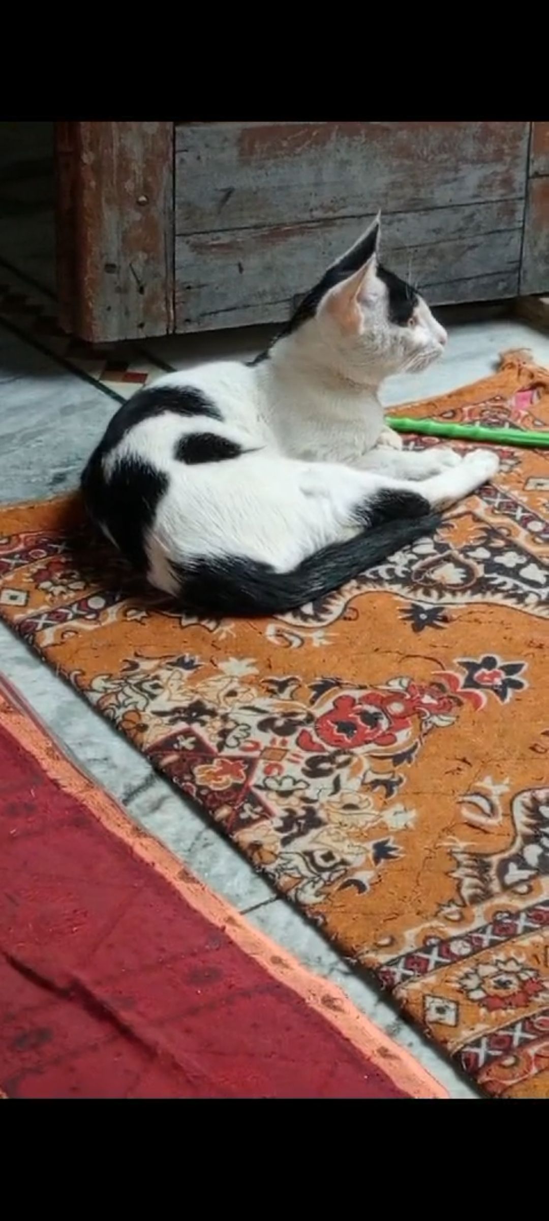 Mishi - Sirkeenwalan Road, New Delhi