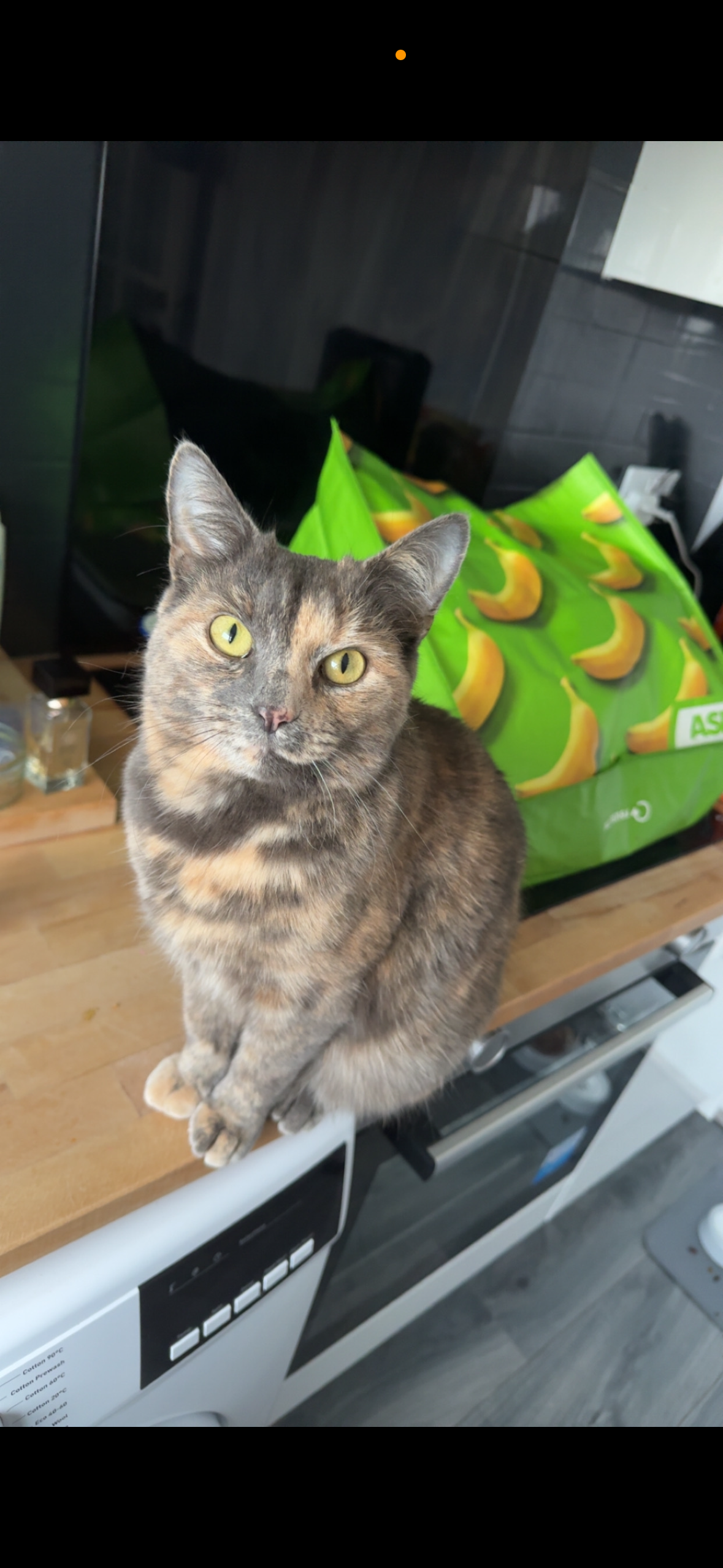 Nala - Mossmill Park, Mosstodloch