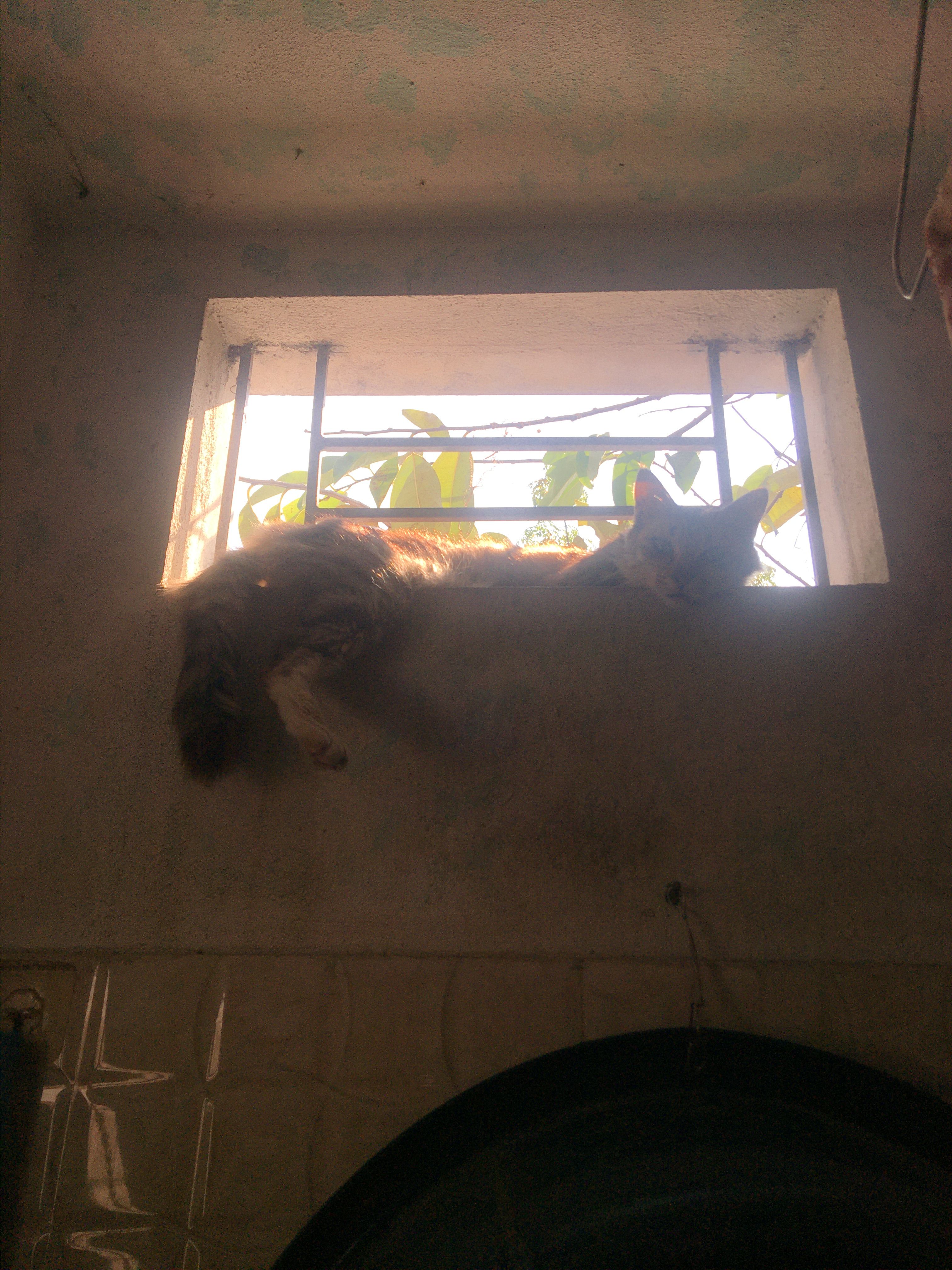 Mướp  - Hong Thai, Haiphong