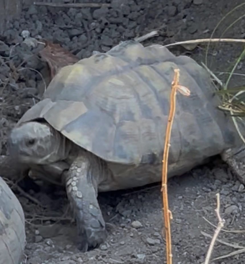 Pollux - Route De La Gare, Cully