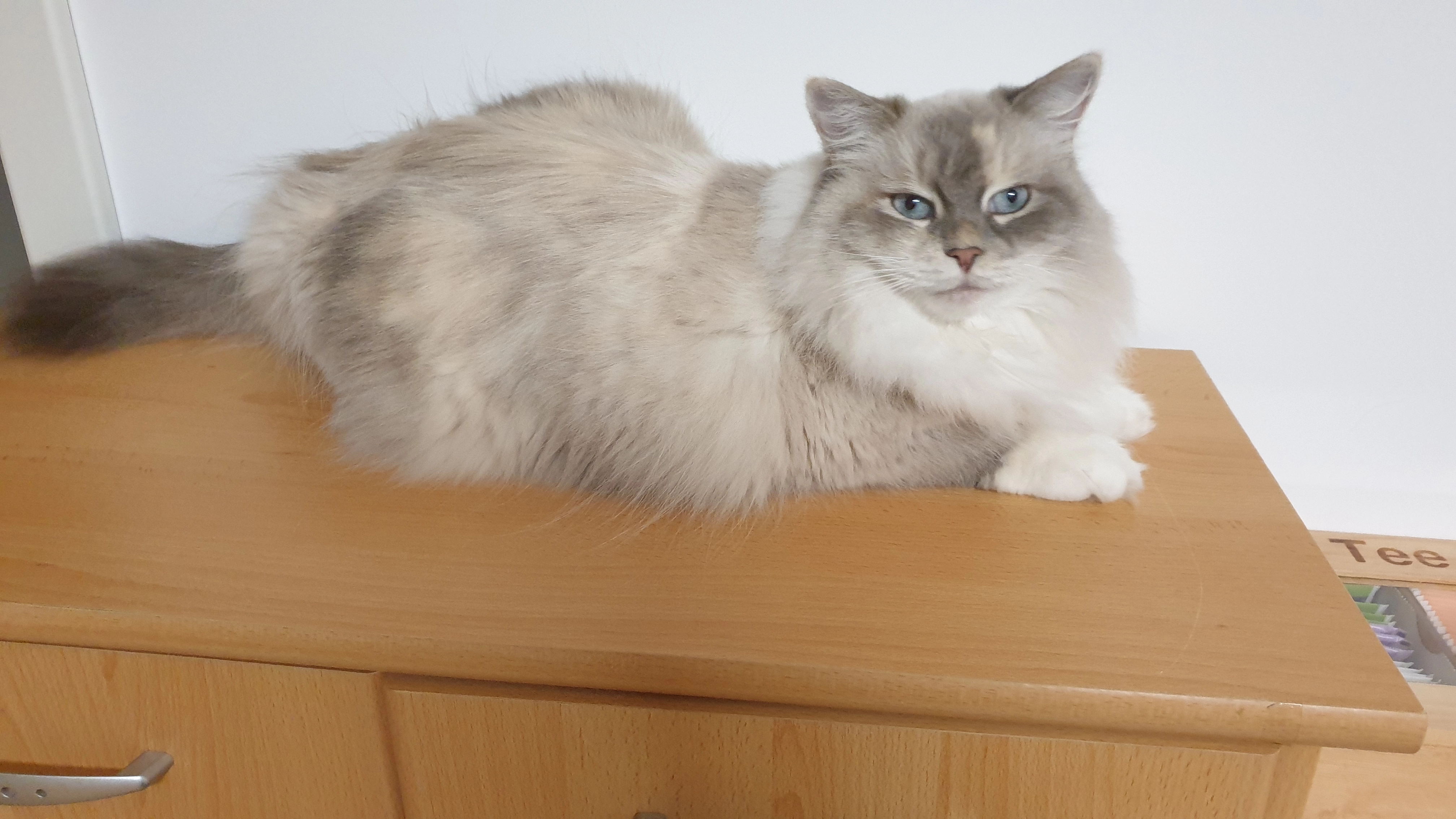 Lucy - 66849, Landstuhl