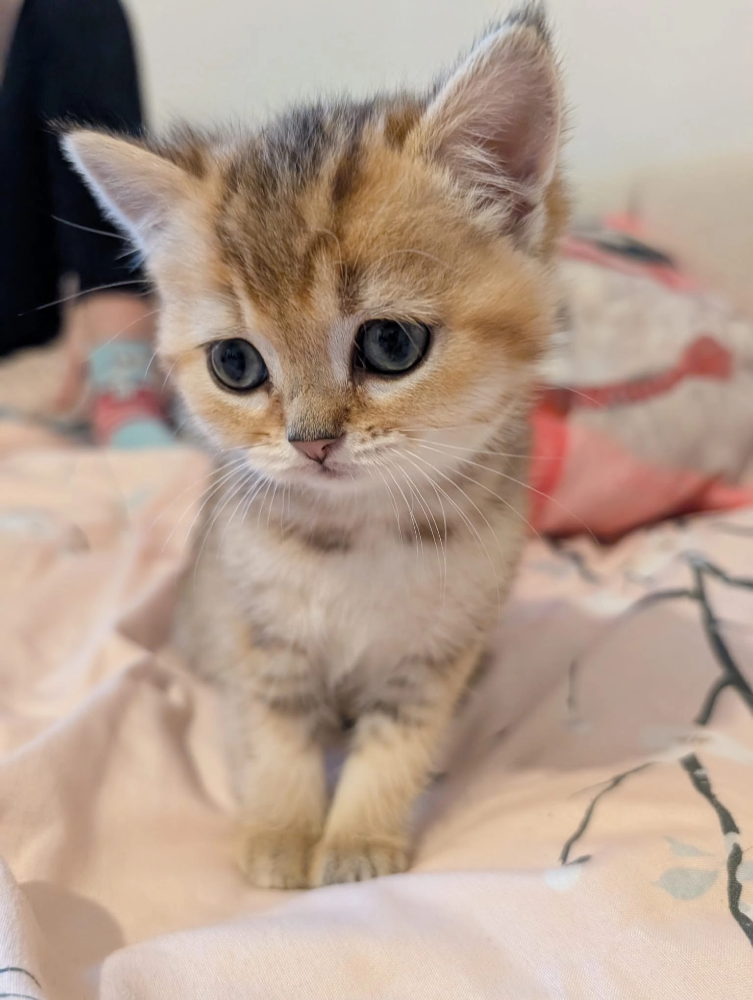 Nala  - Heinz-Schnaufer-Straße, Calw