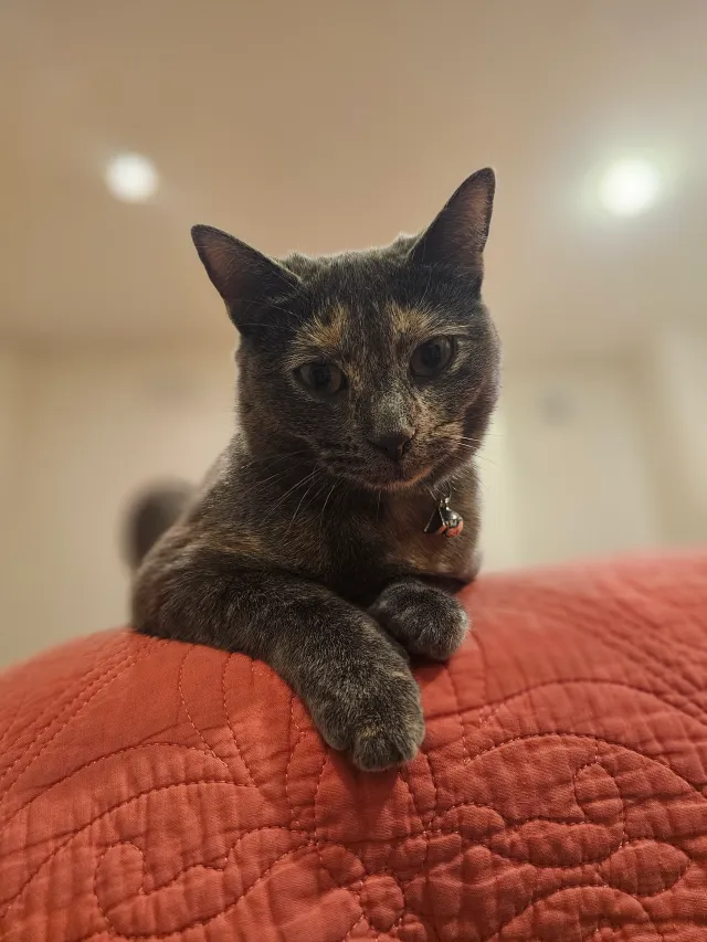 Luna - Woodstock Crescent N9, London