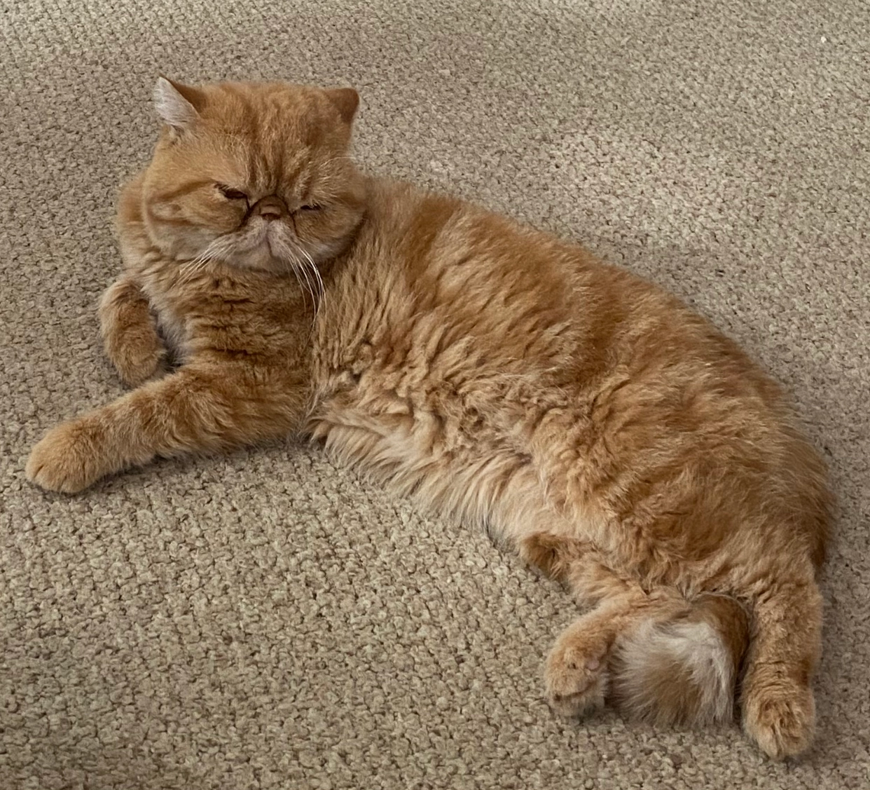 Cake - Vettersstraße 72, Chemnitz