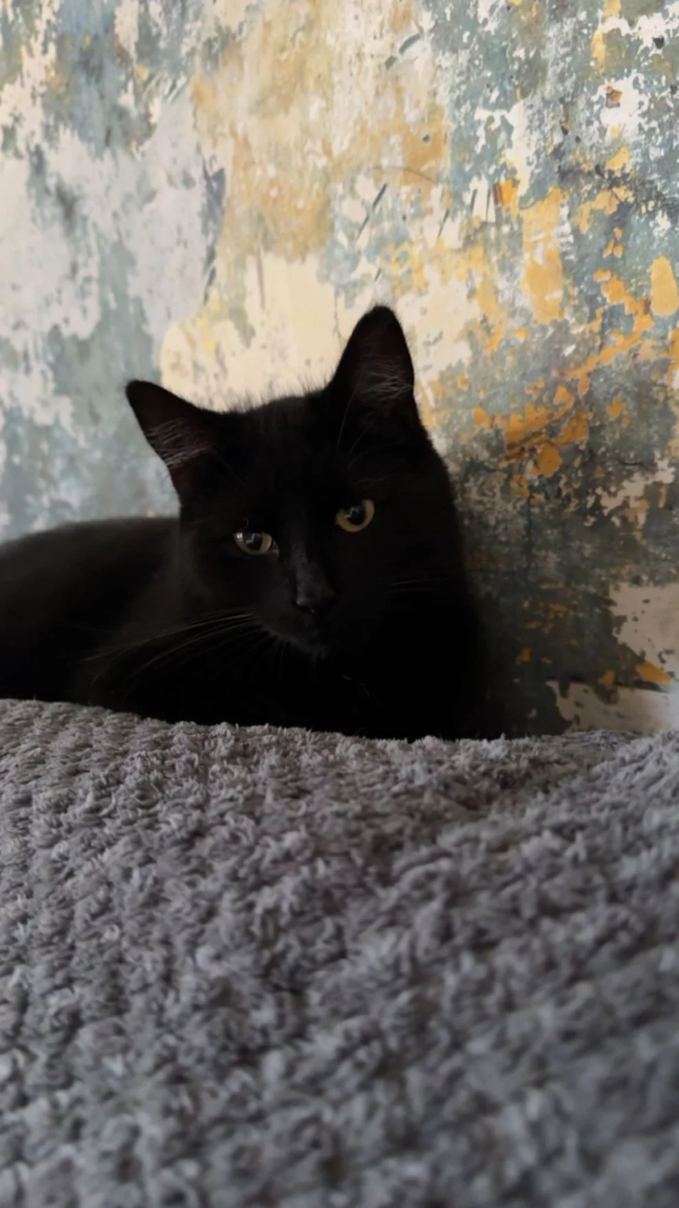 Emporer Zurg - ST18 0, Stafford